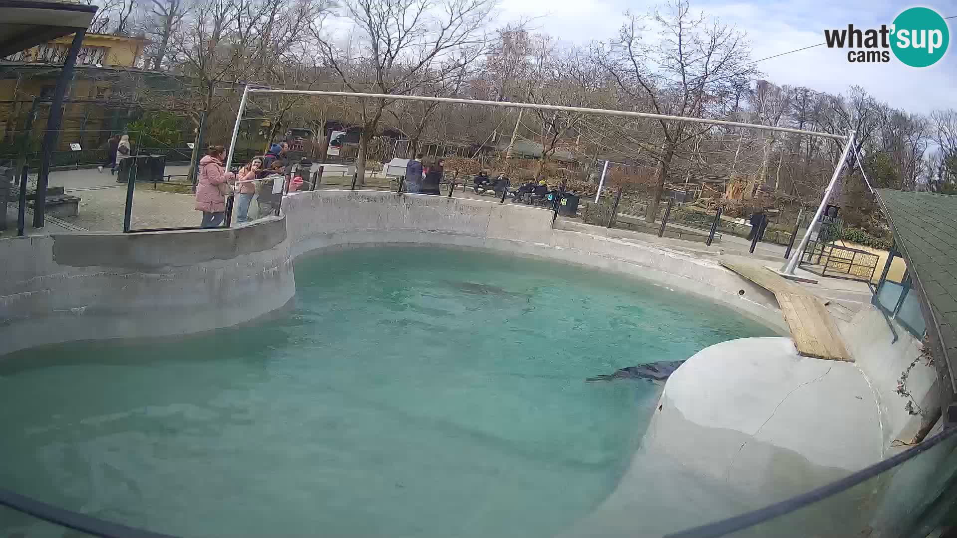 Zoo Zagreb – California Sea Lion