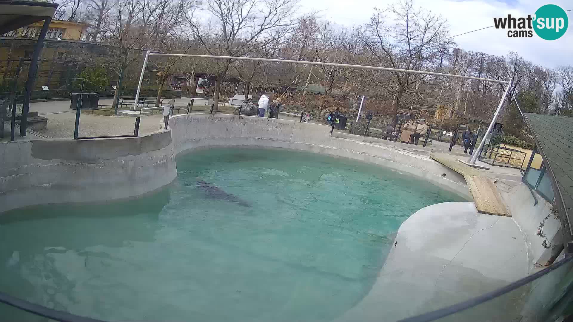 Zoo Zagreb –  León marino de California