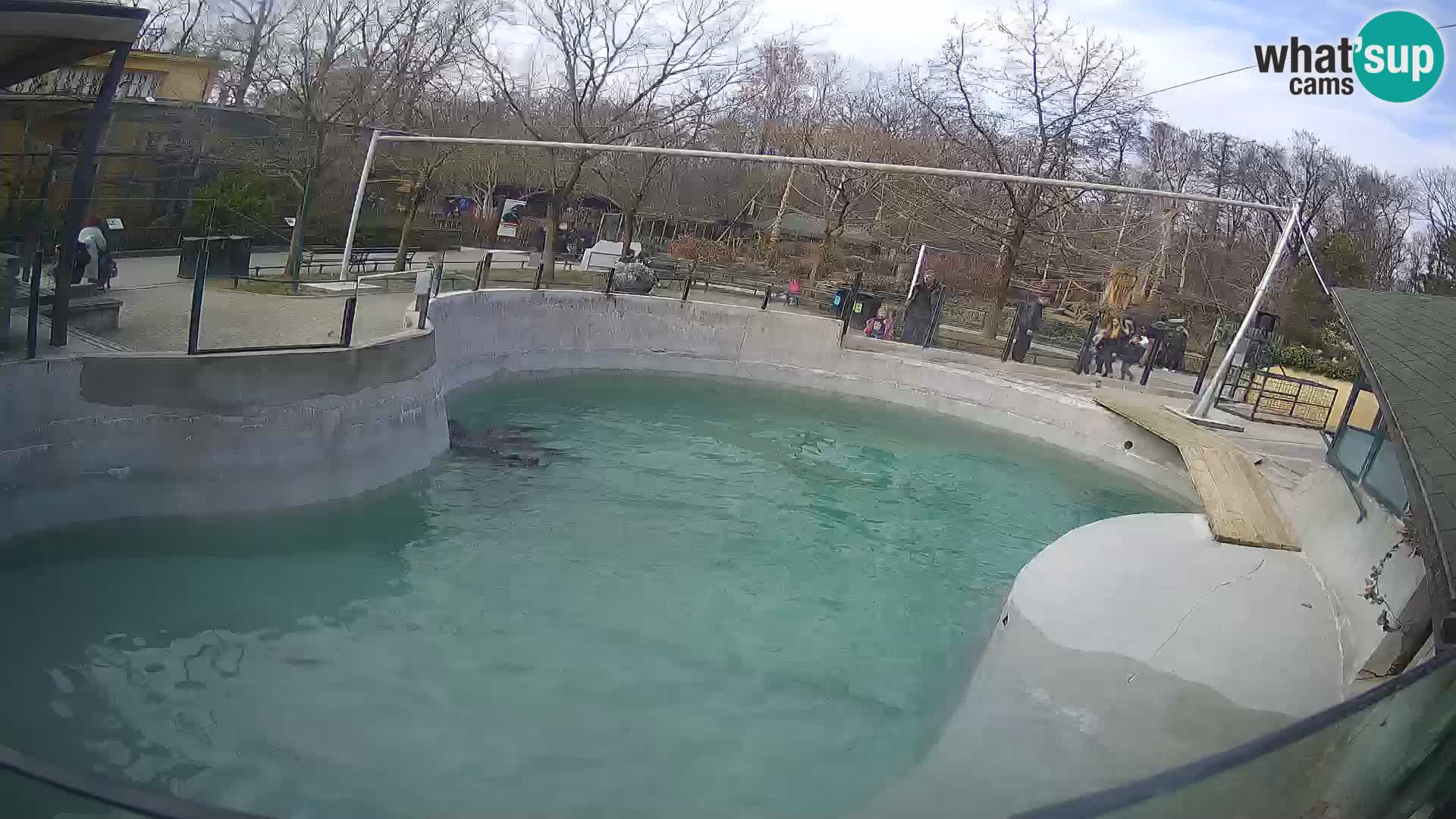 Zoo Zagreb – California Sea Lion