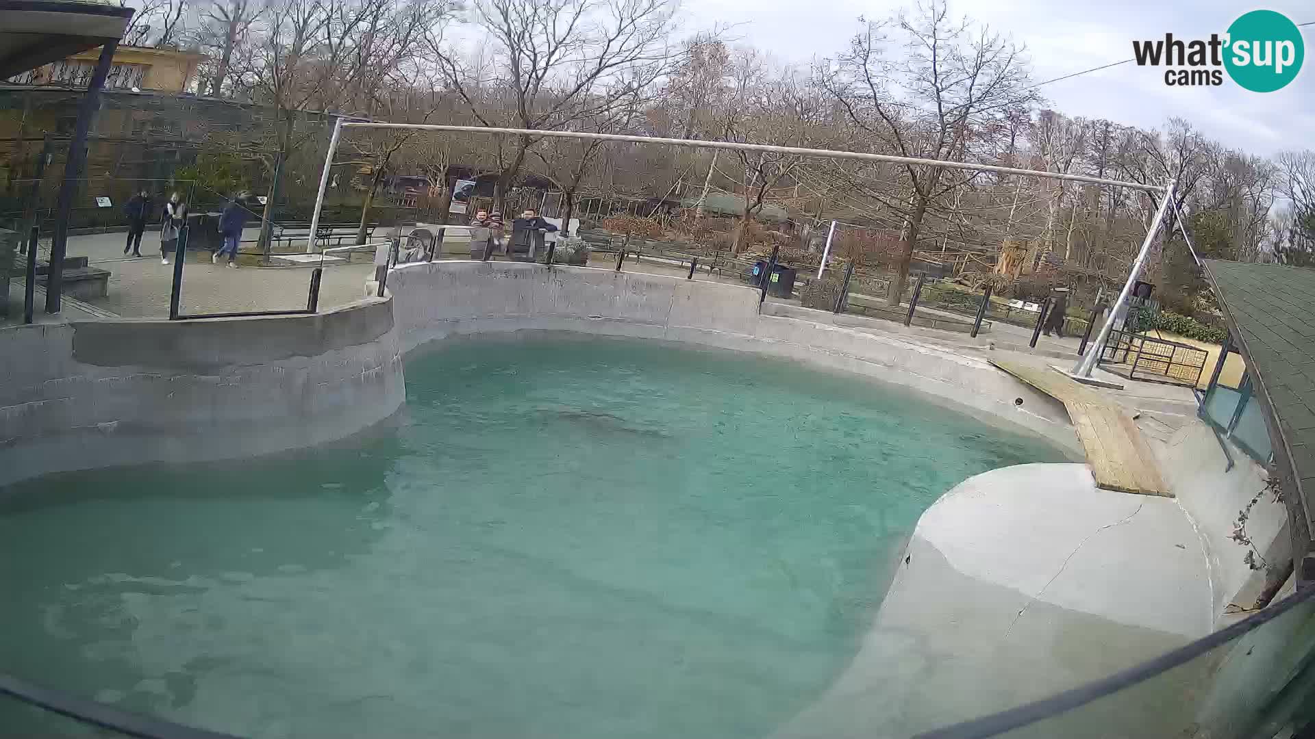 Zoo Zagreb –  León marino de California