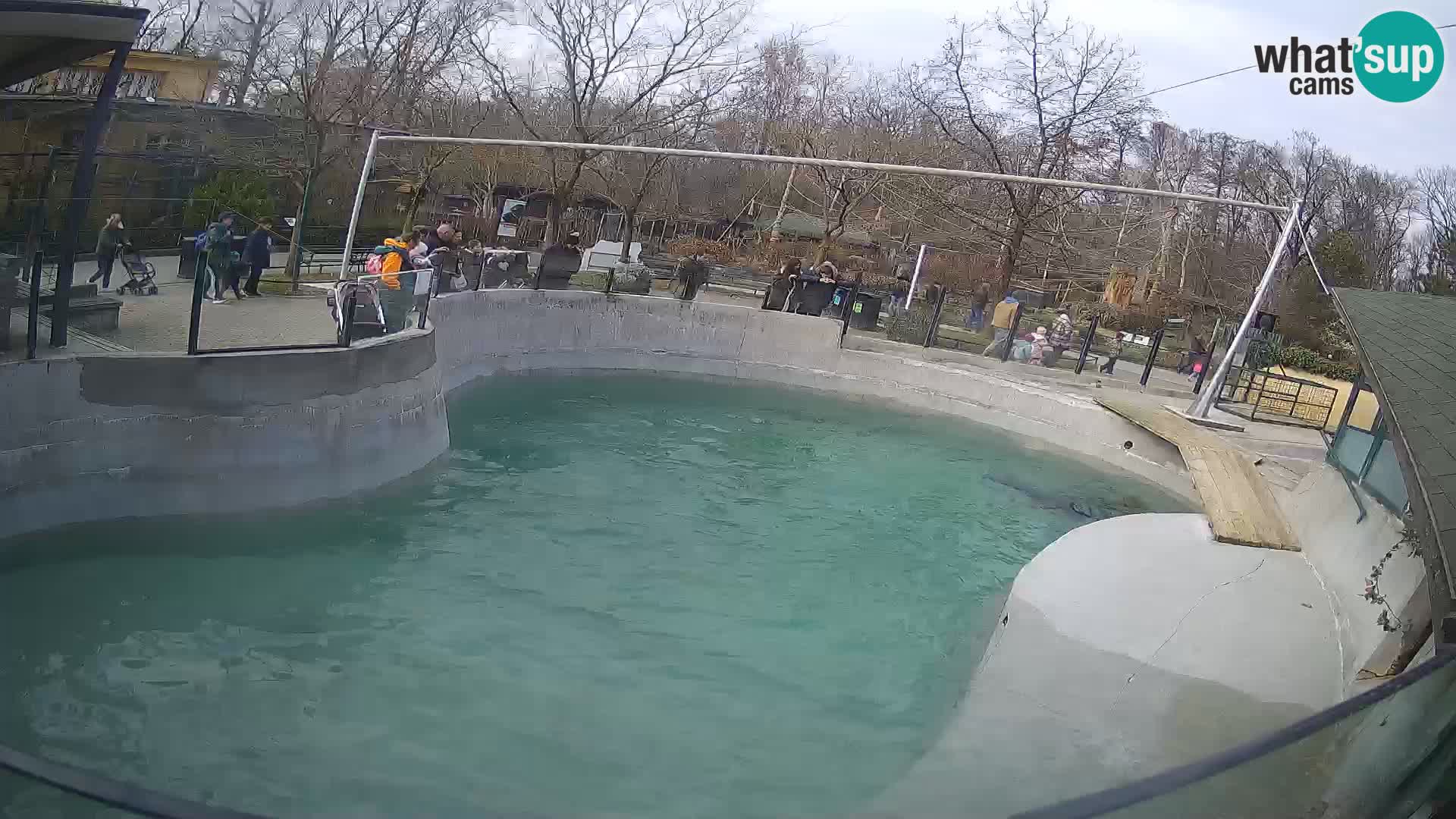 Zoo Zagreb – California Sea Lion