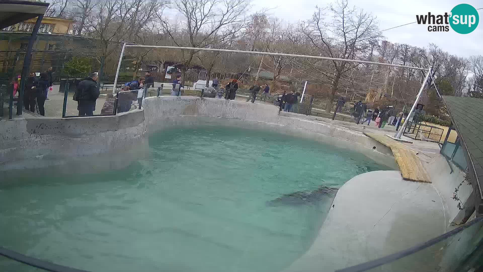 Zoo Zagreb – California Sea Lion