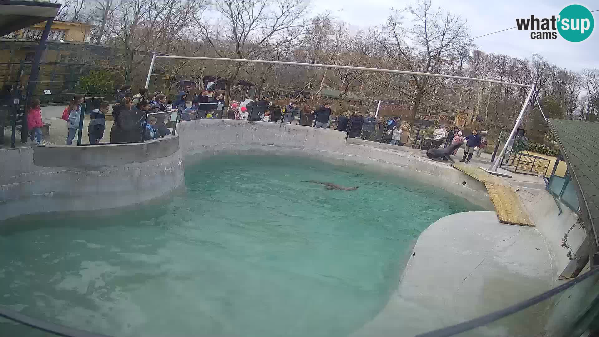 Zoo Zagreb – California Sea Lion