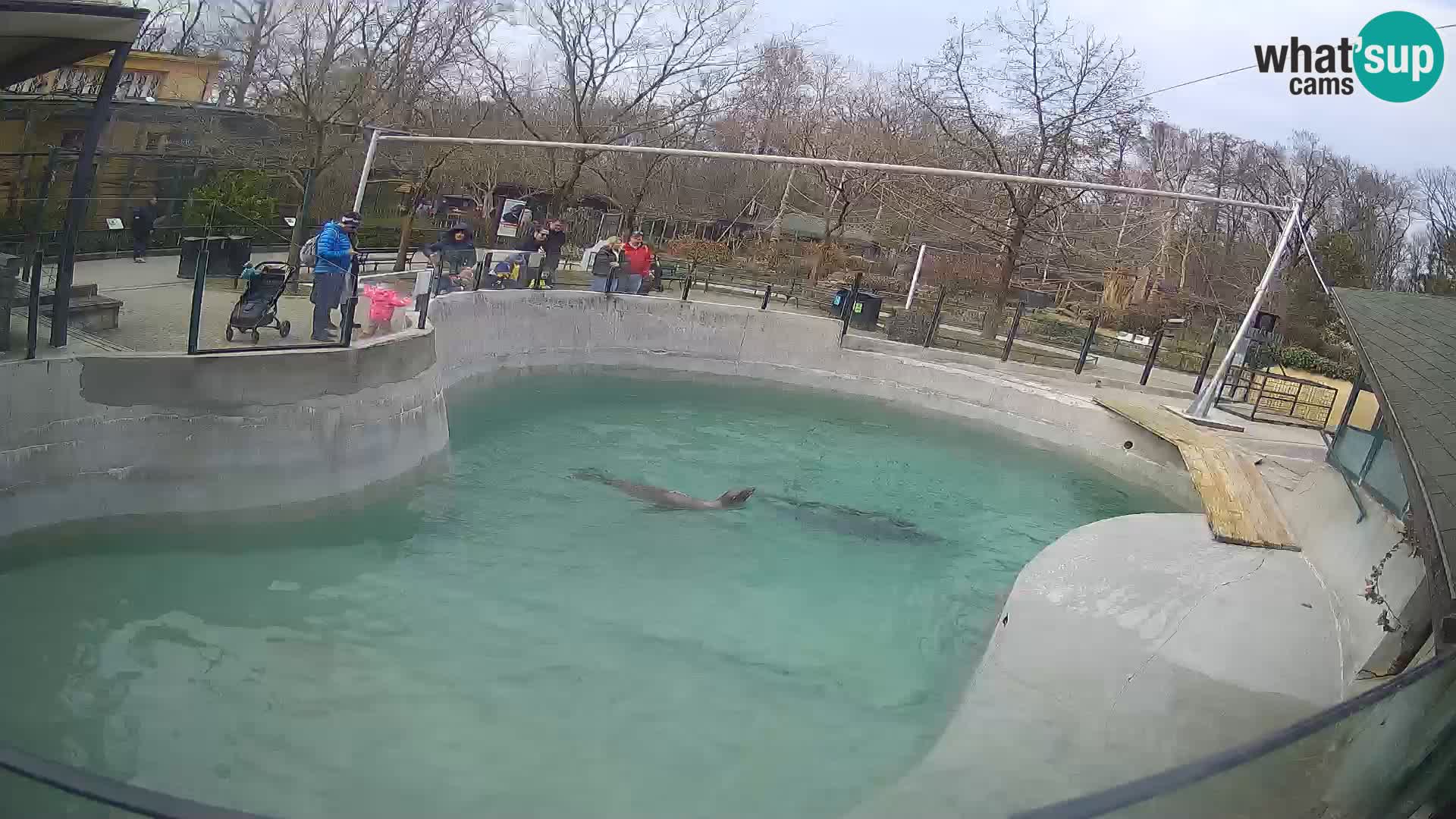 Zoo Zagreb – California Sea Lion