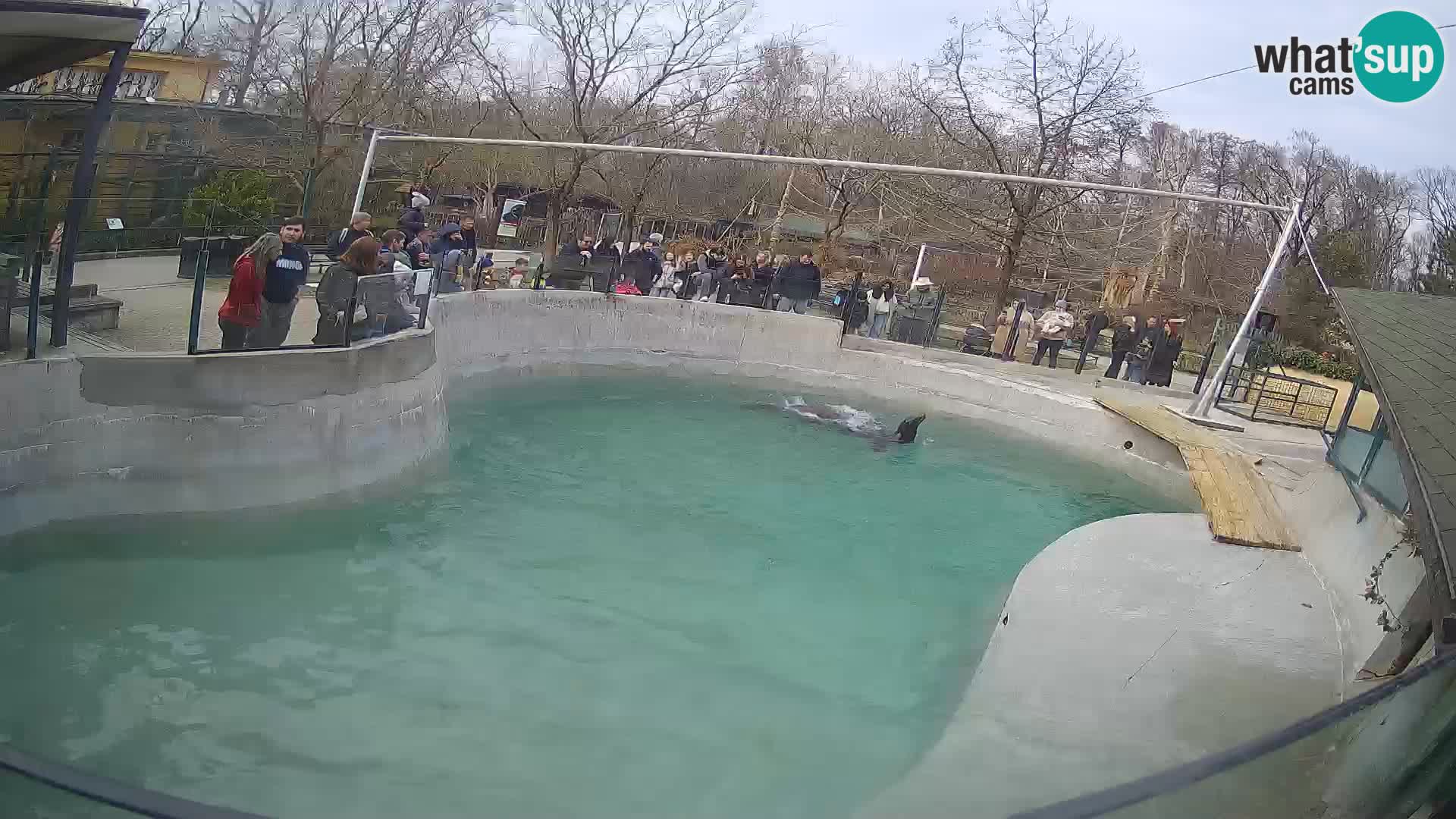 Zoo Zagreb – California Sea Lion