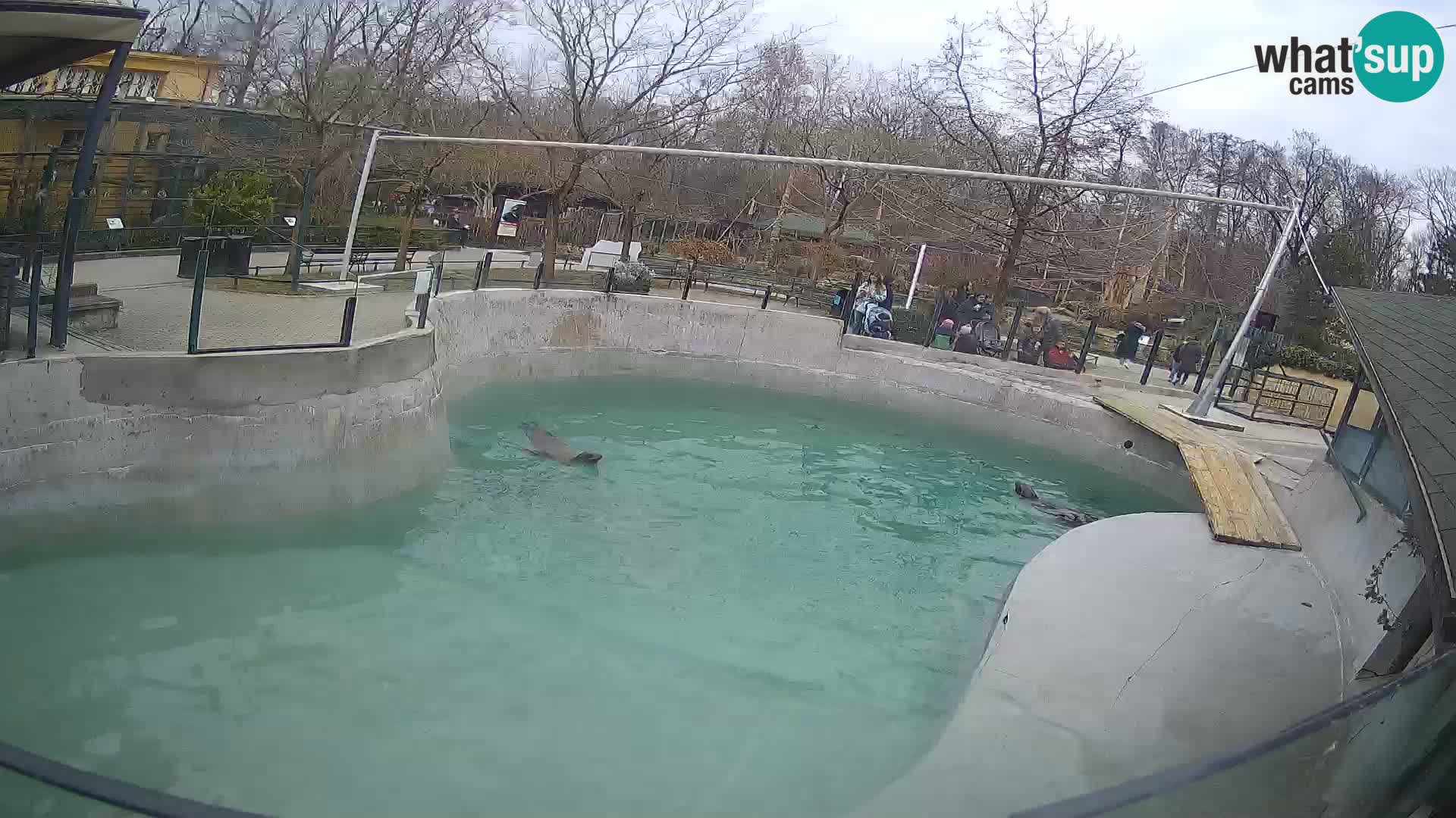 Zoo Zagreb – California Sea Lion