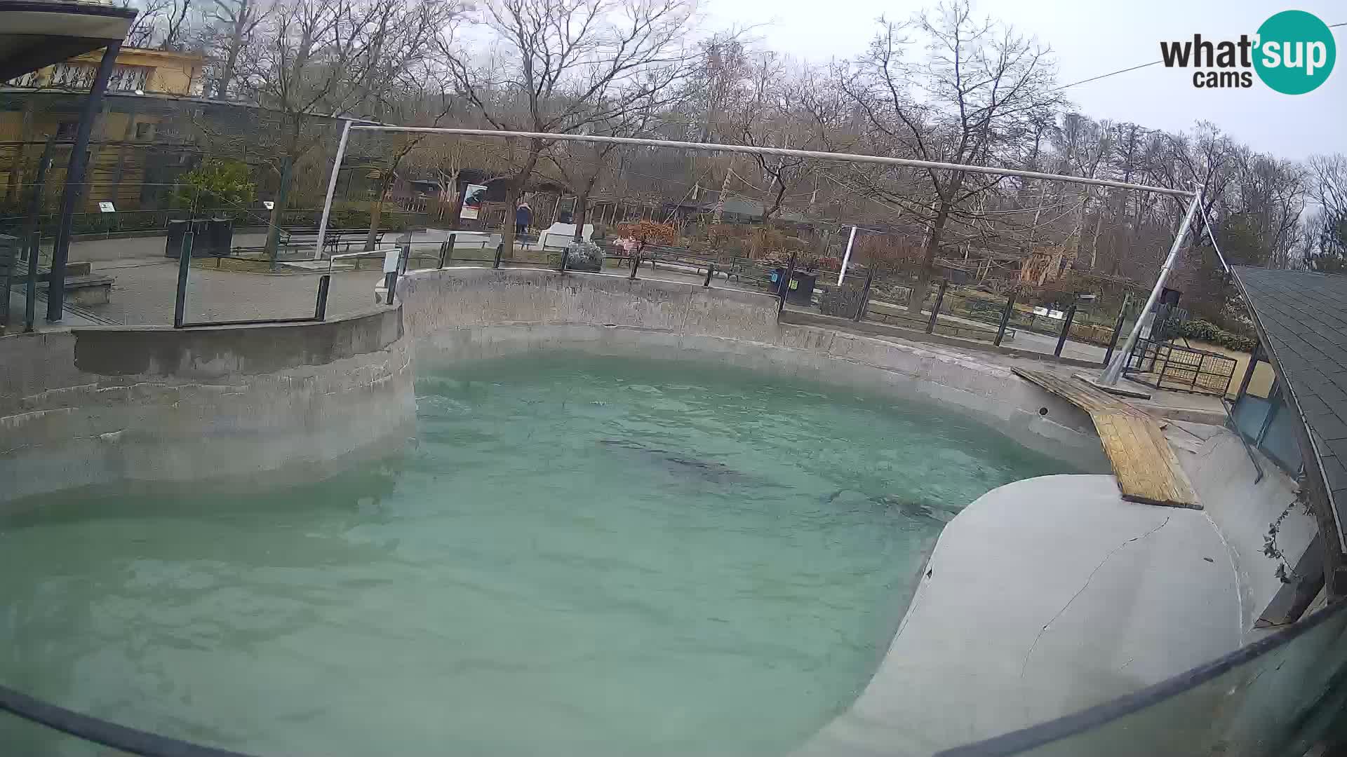 Zoo Zagreb – California Sea Lion