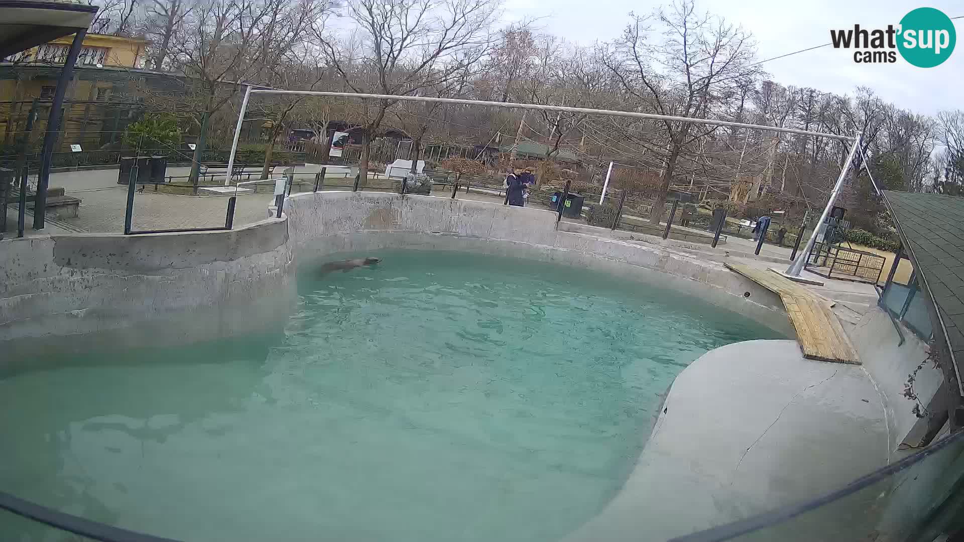 Zoo Zagreb –  León marino de California