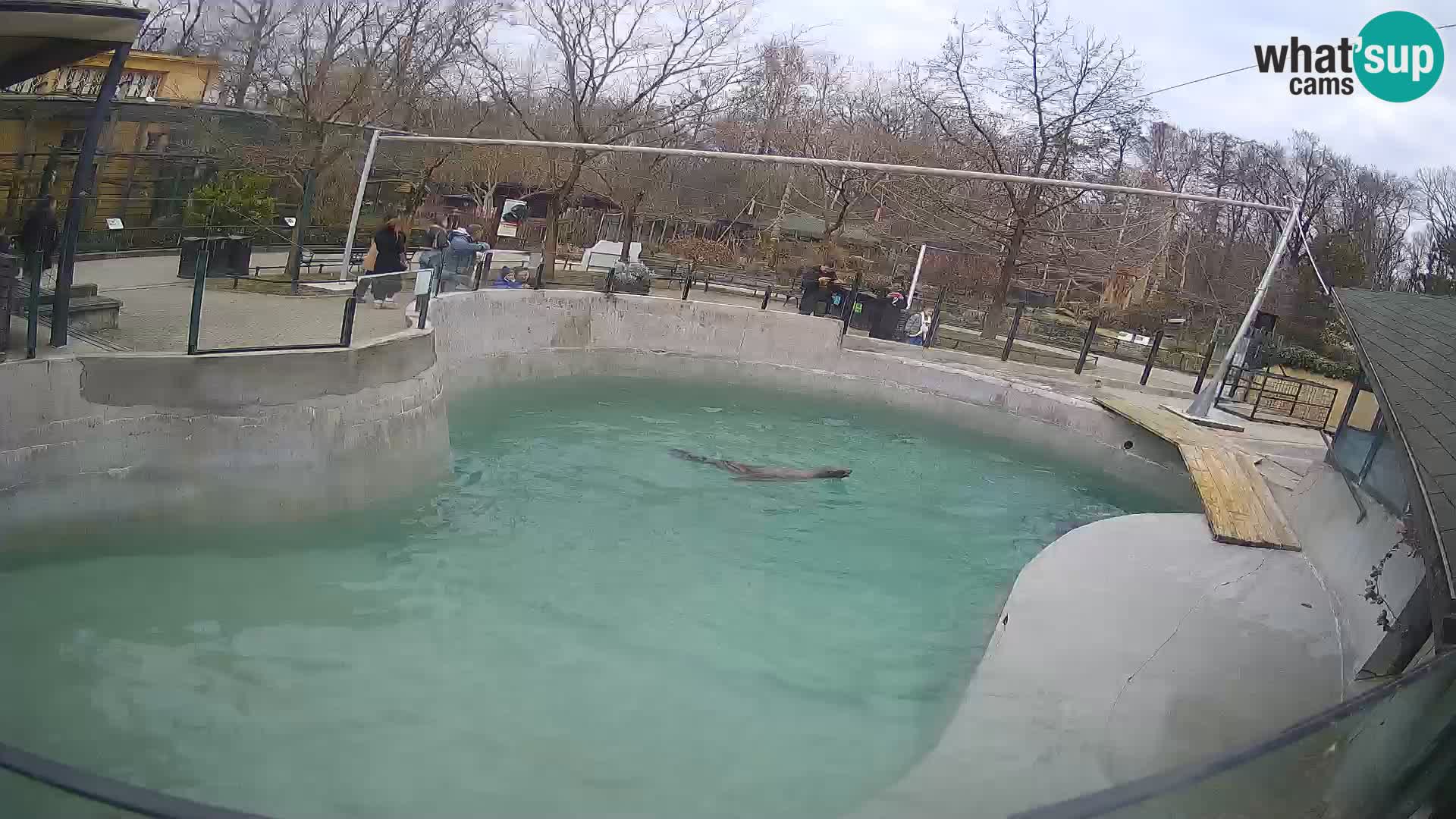 Zoo Zagreb – California Sea Lion