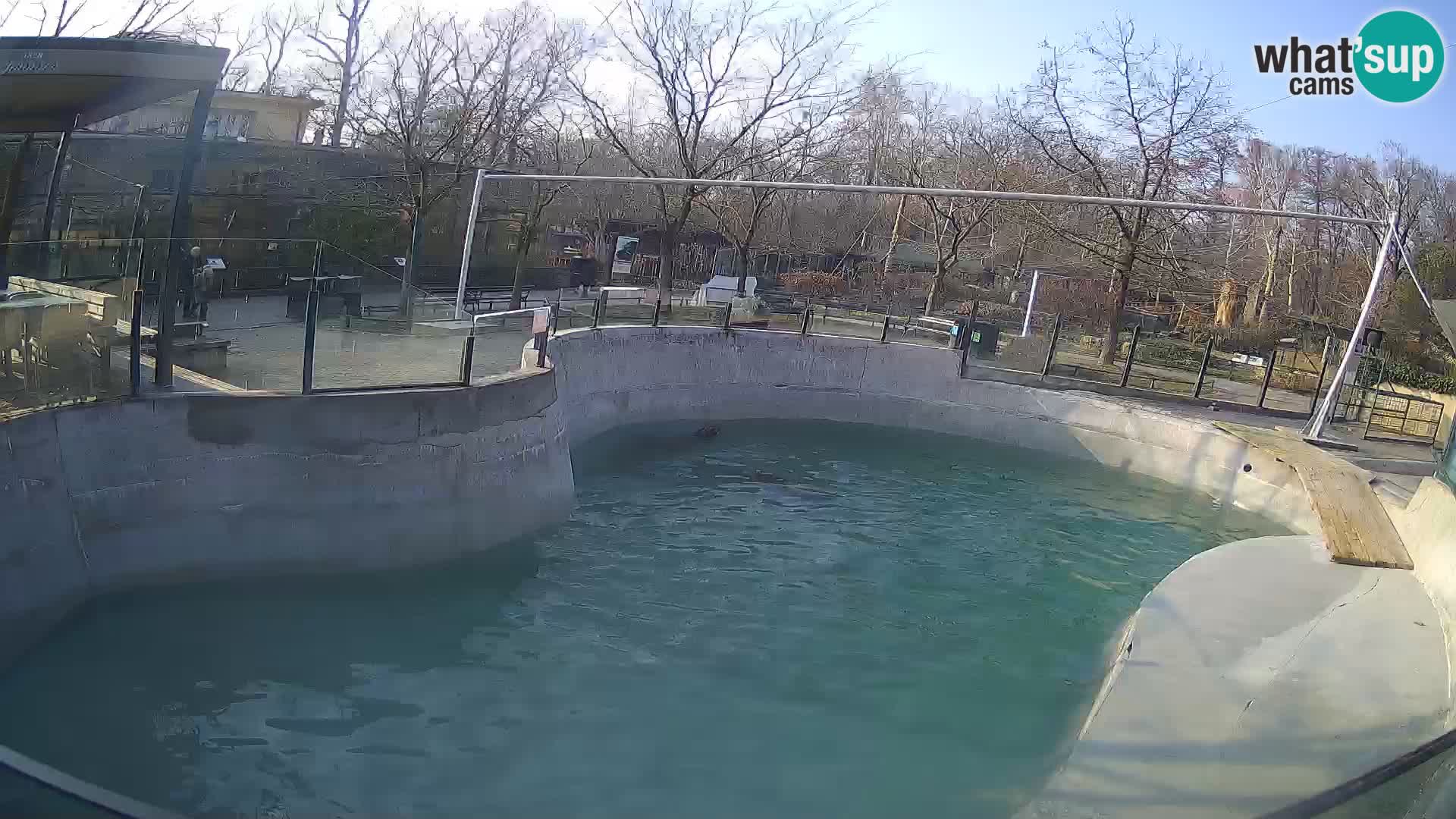 Zoo Zagreb –  León marino de California