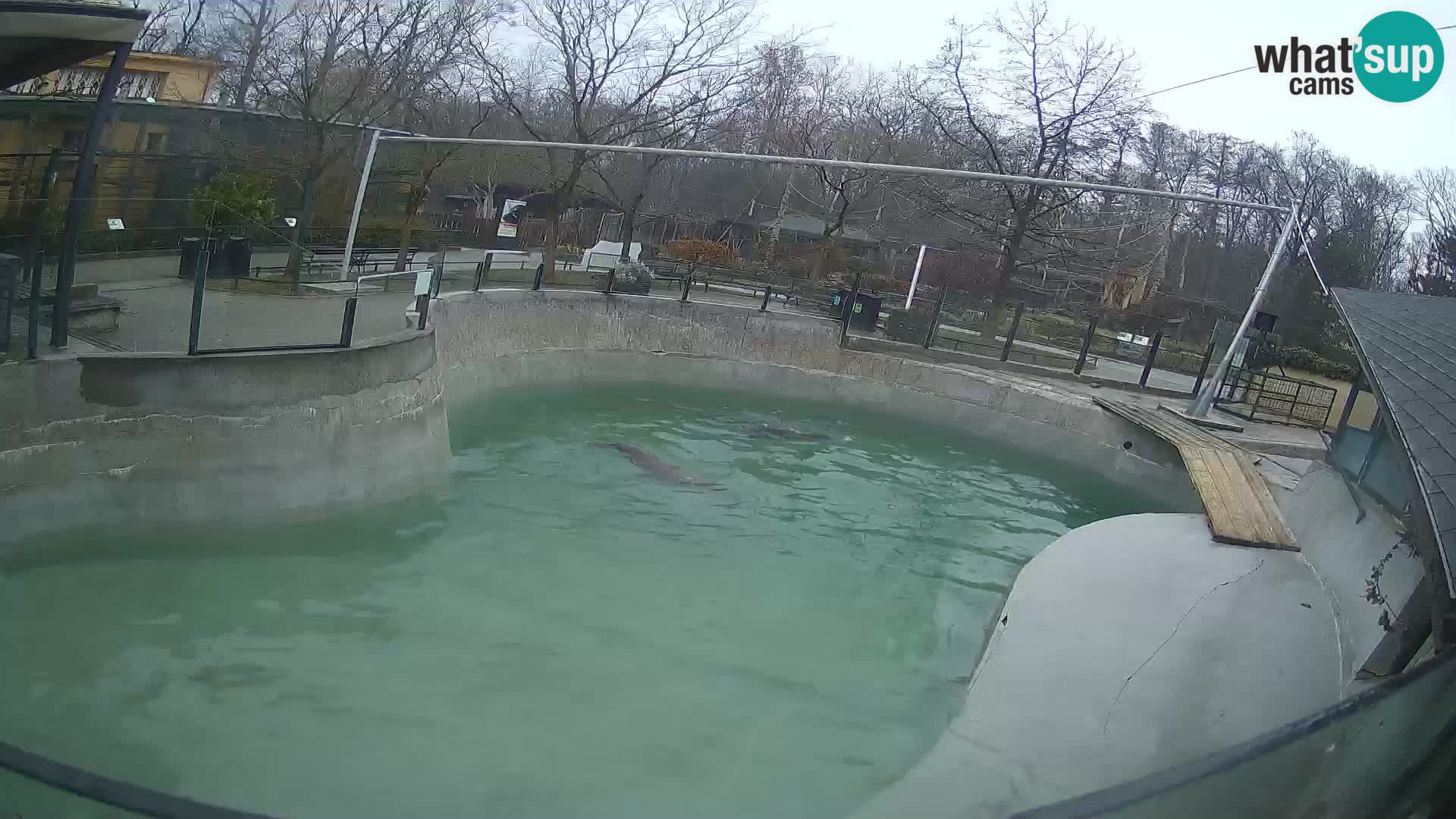 Zoo Zagreb –  León marino de California