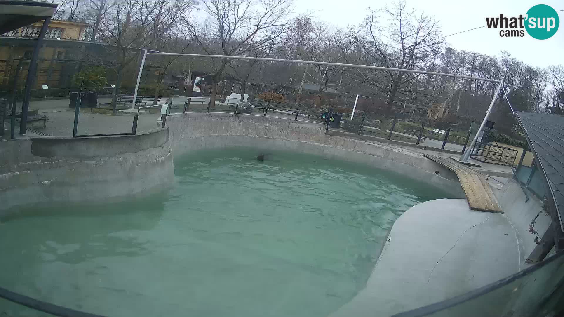 Zoo Zagreb – California Sea Lion