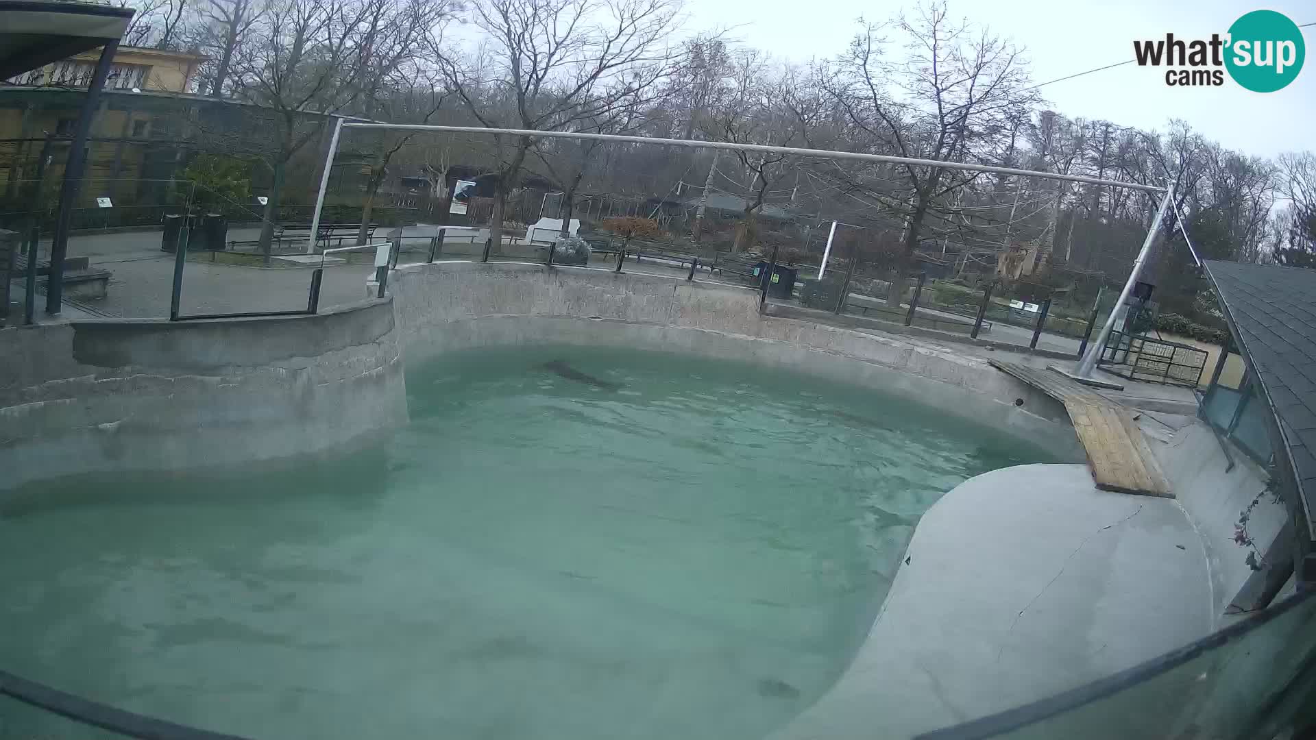 Zoo Zagreb –  León marino de California