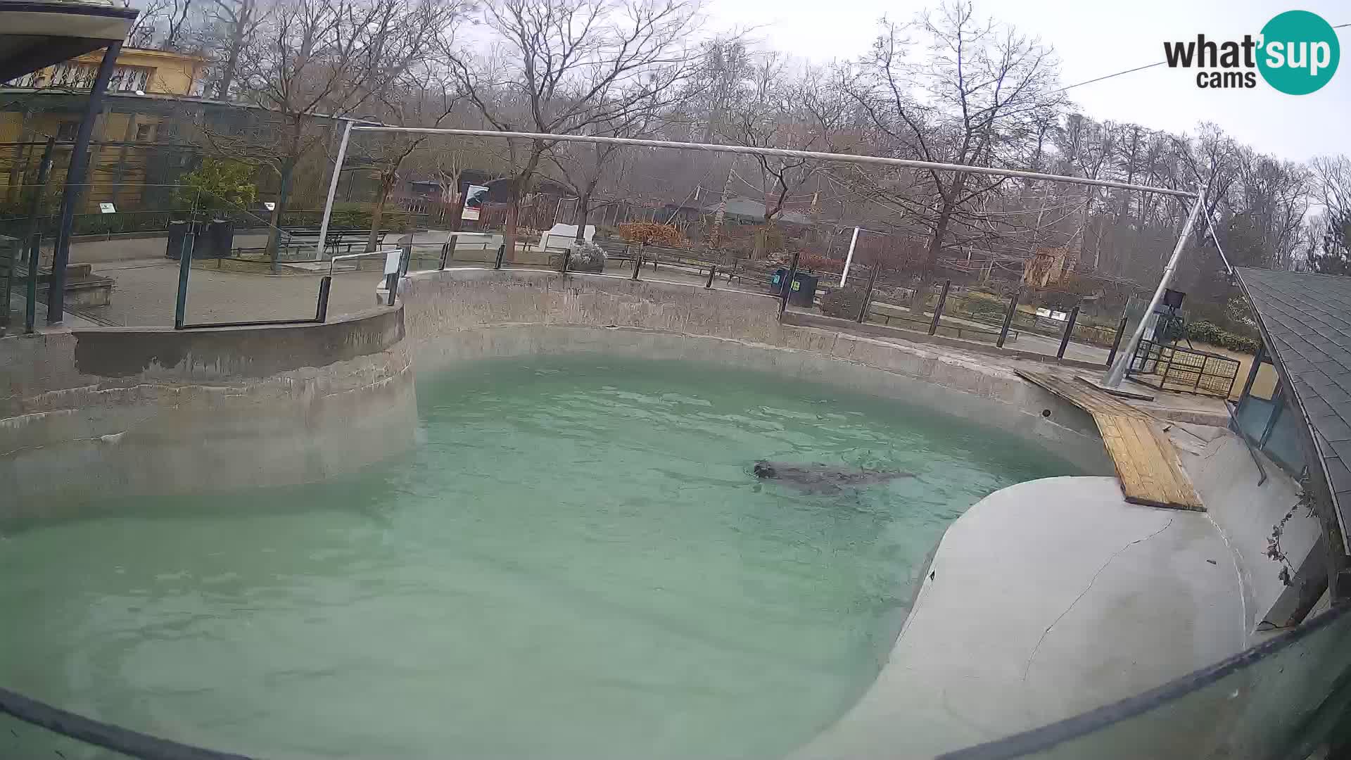 Zoo Zagreb –  León marino de California