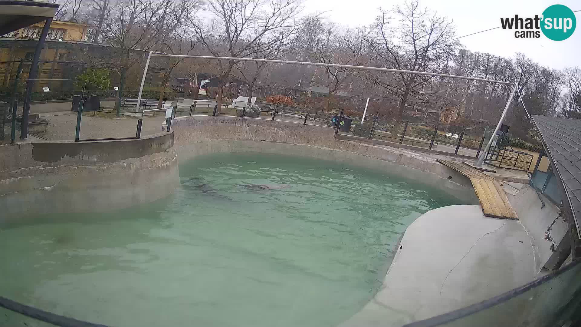 Zoo Zagreb –  León marino de California