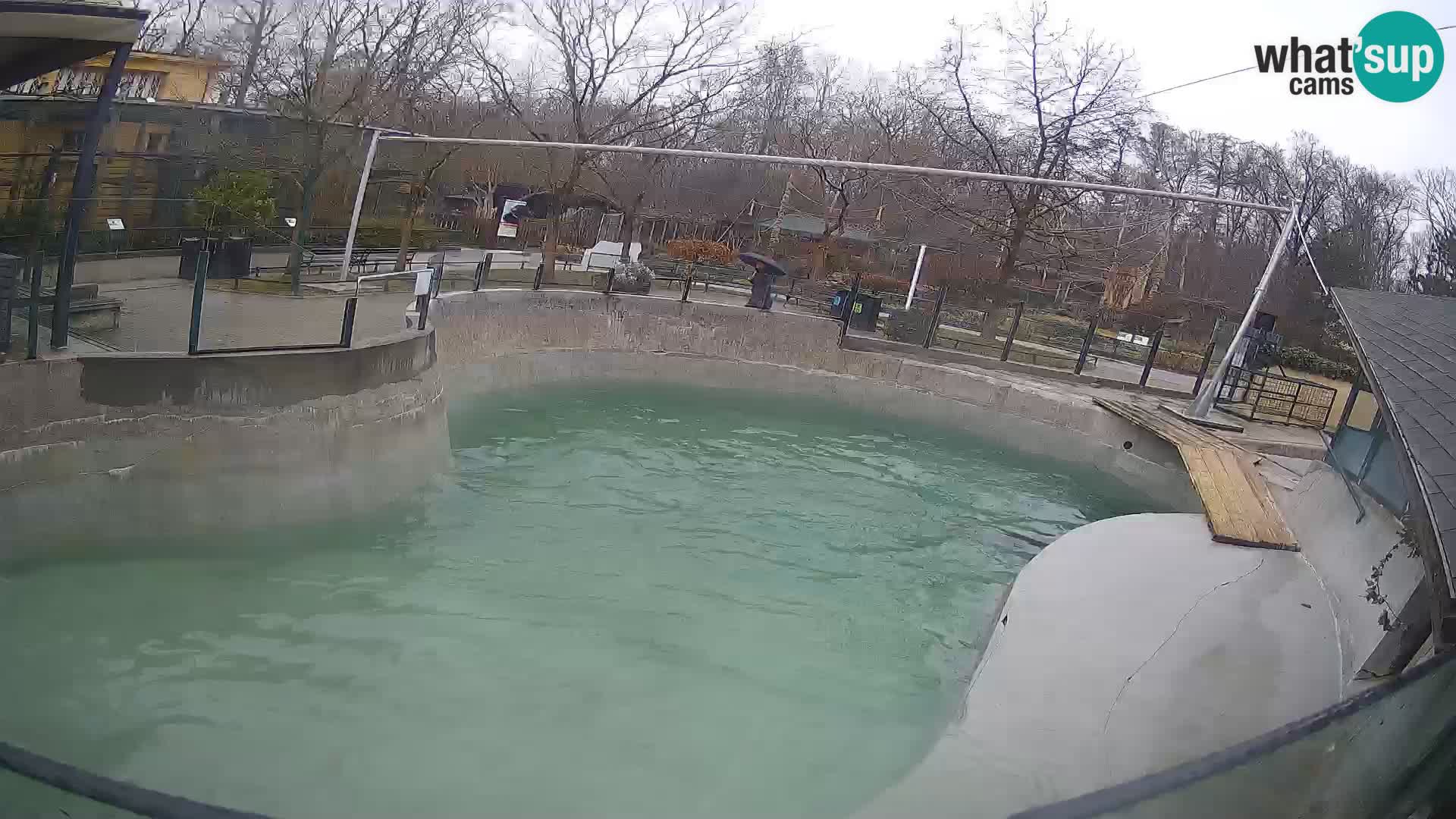 Zoo Zagreb – California Sea Lion