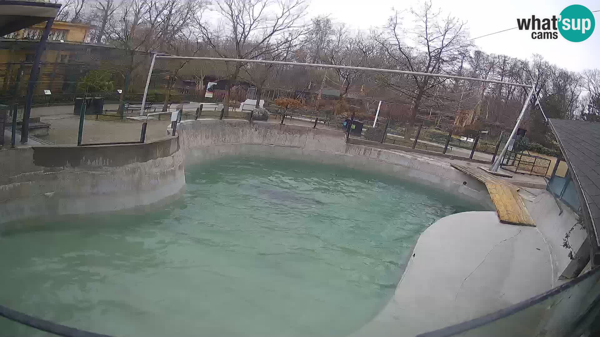 Zoo Zagreb – California Sea Lion