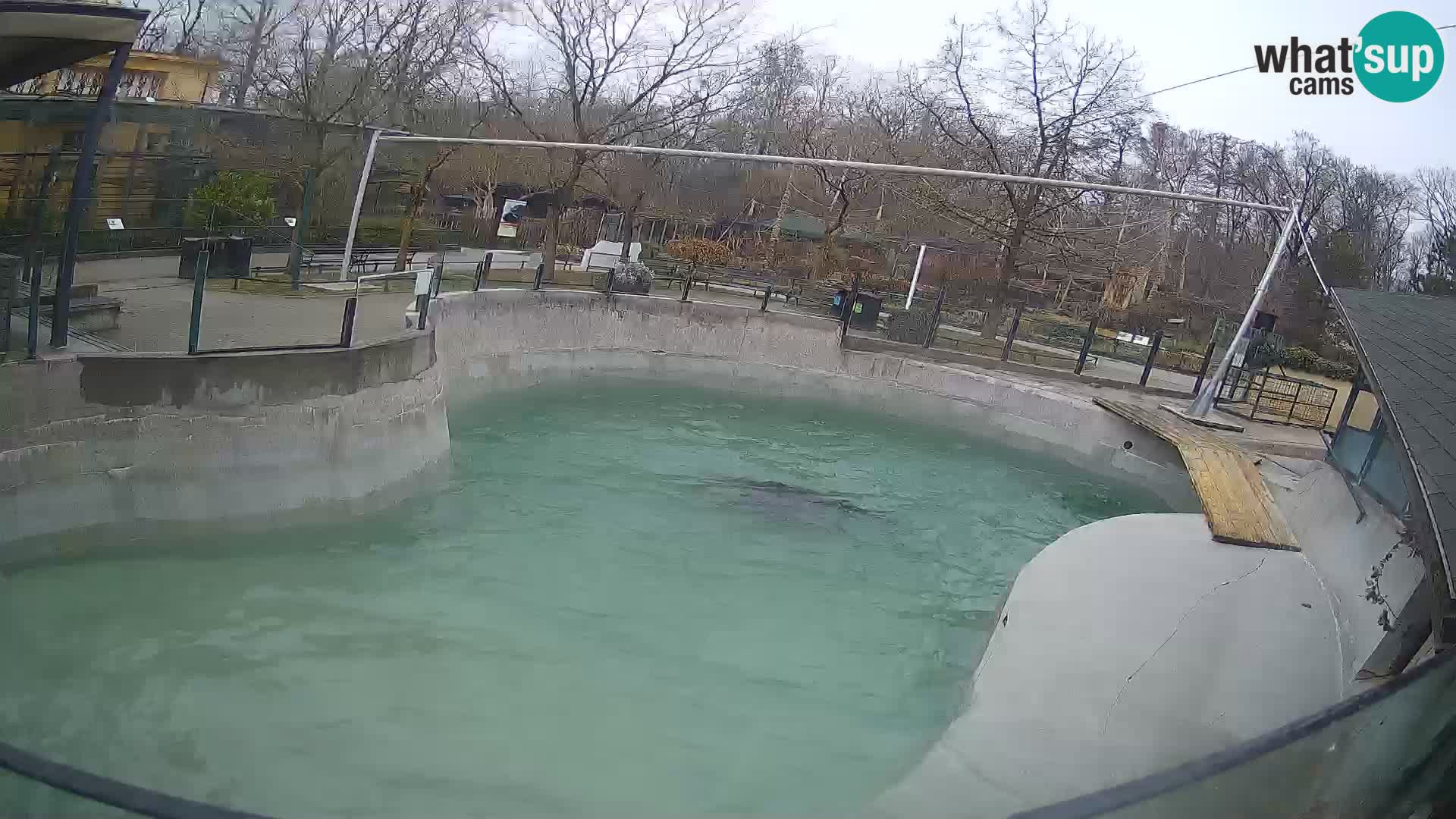 Zoo Zagreb –  León marino de California