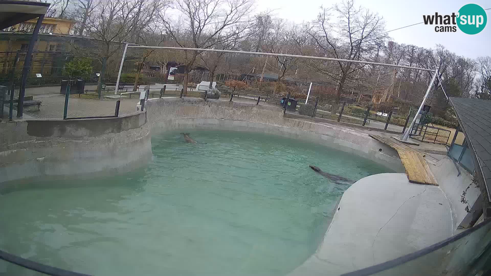 Zoo Zagreb –  León marino de California