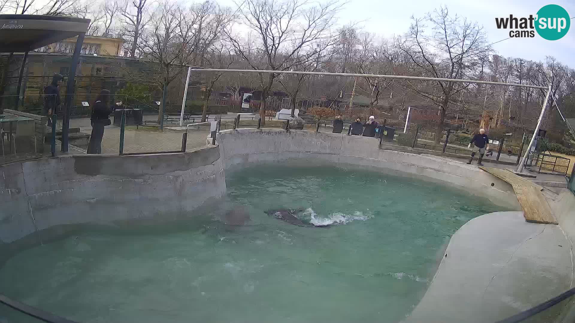 Zoo Zagreb –  León marino de California