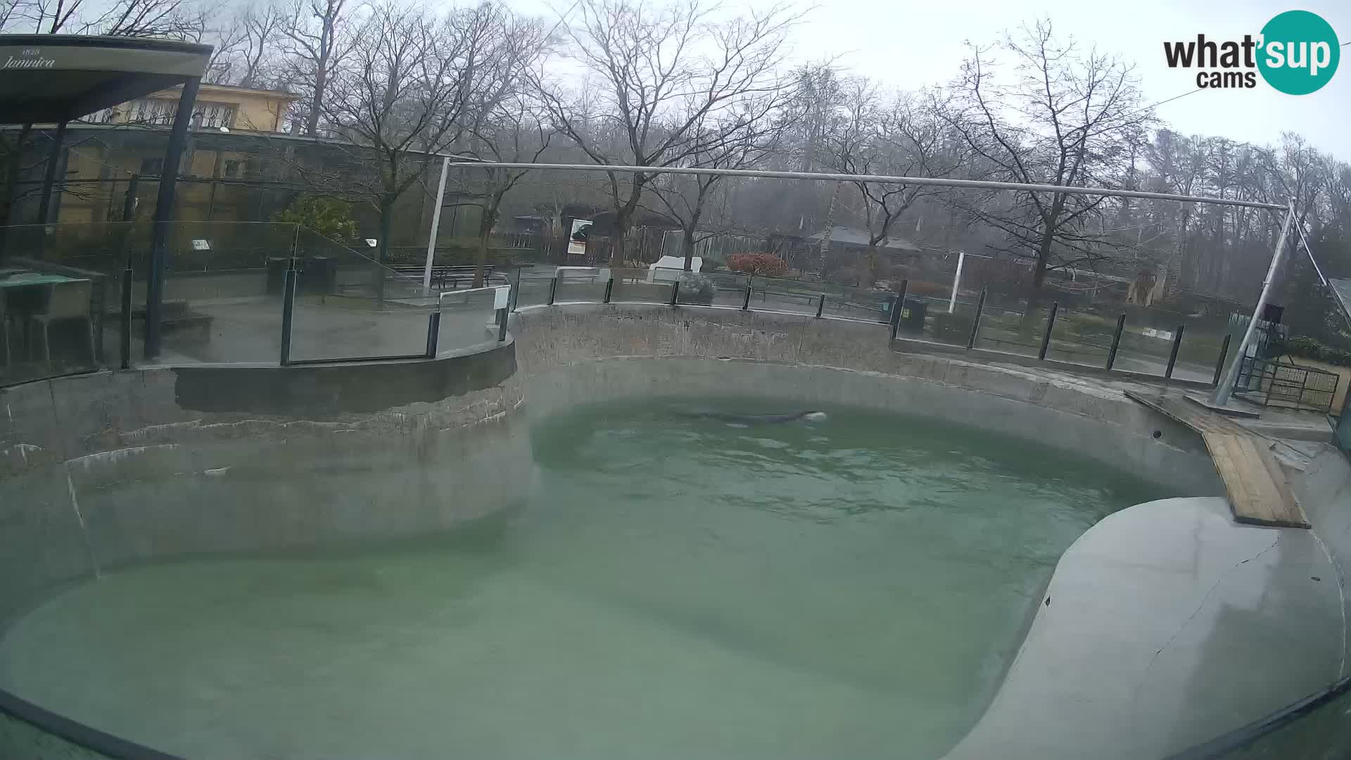 Zoo Zagreb –  León marino de California