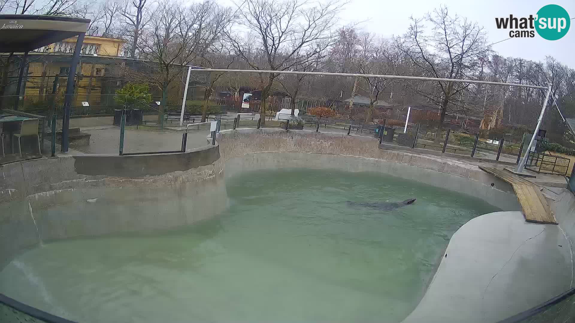 Zoo Zagreb – California Sea Lion