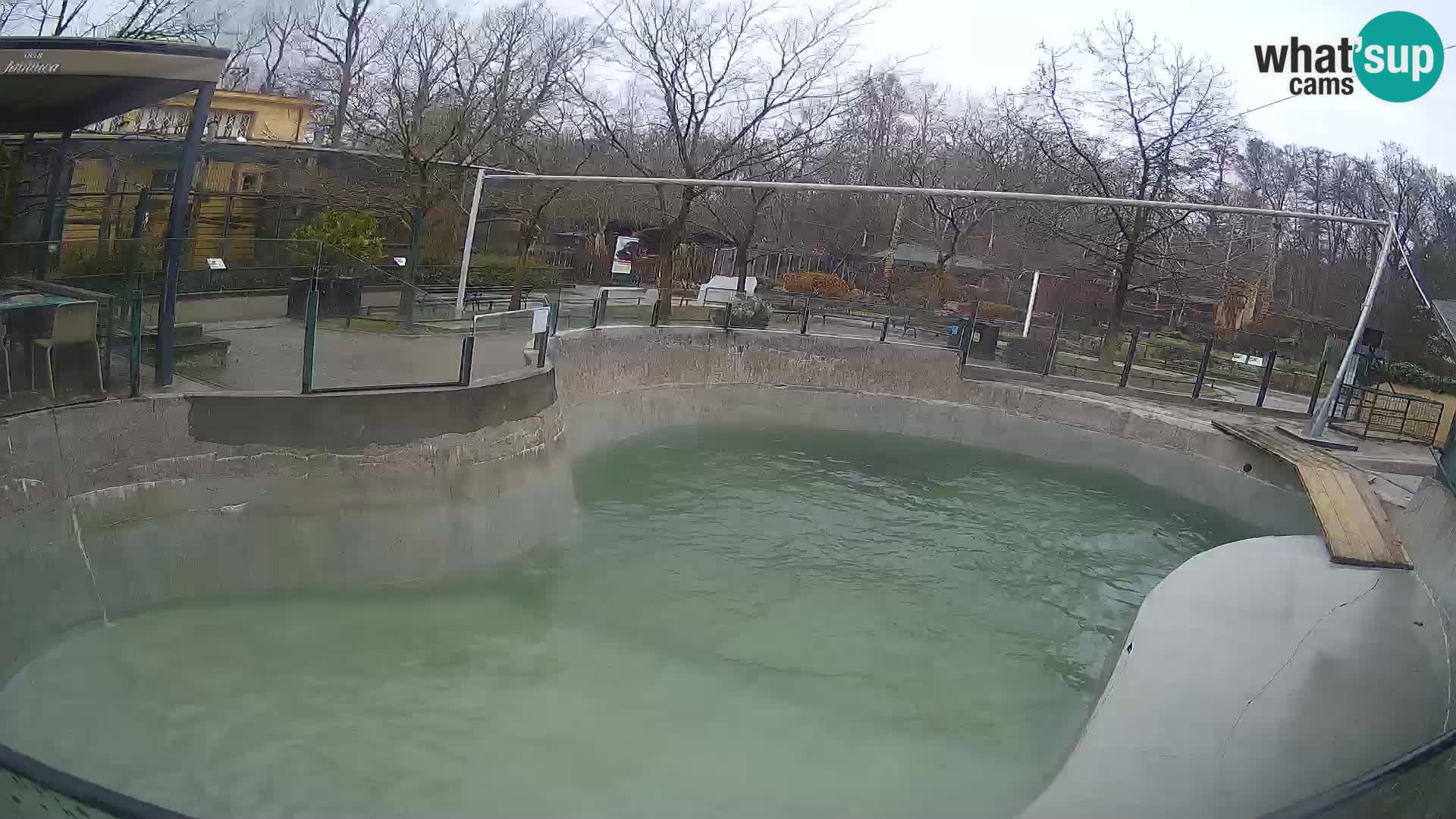 Zoo Zagreb –  León marino de California