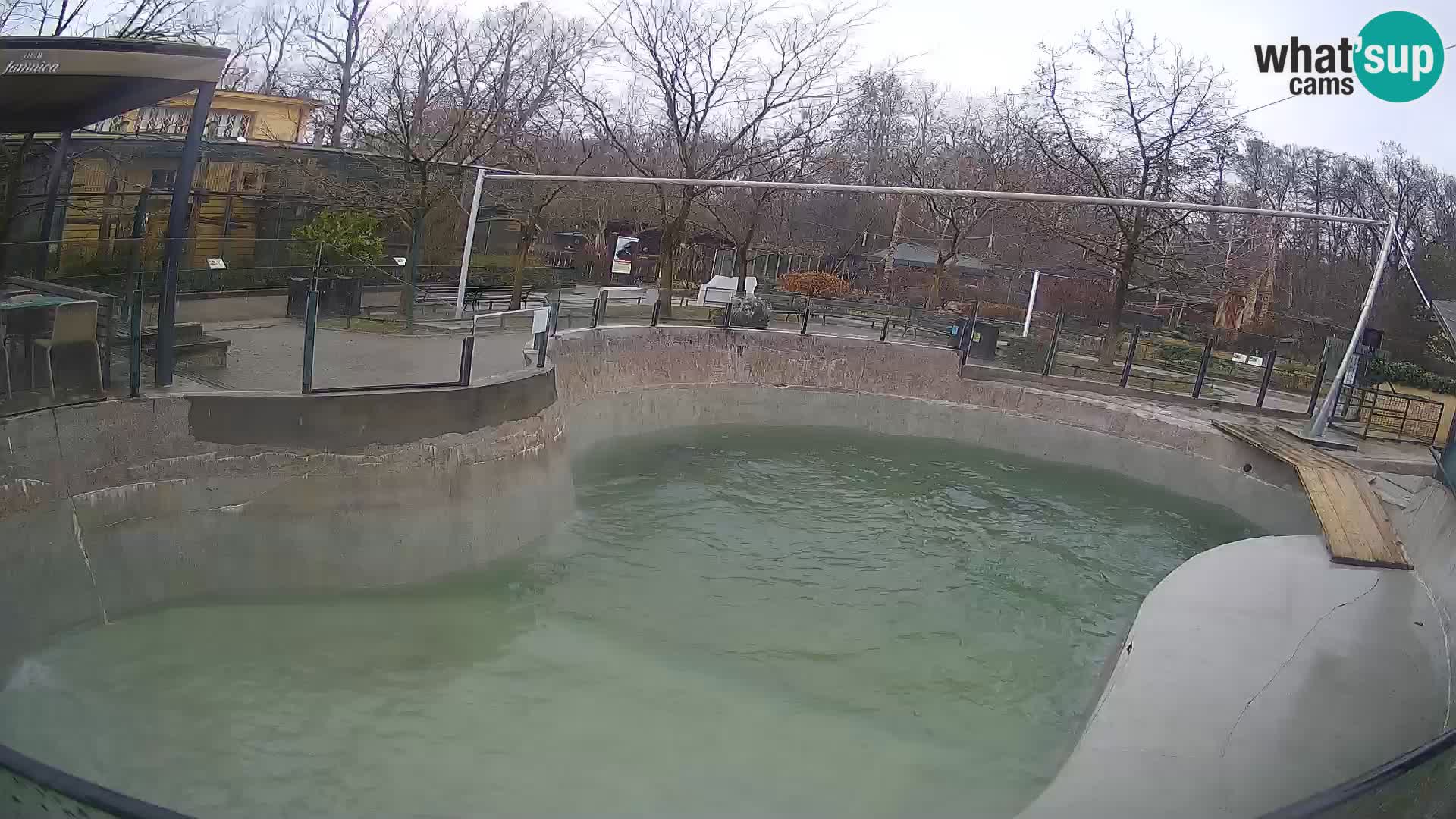 Zoo Zagreb –  León marino de California