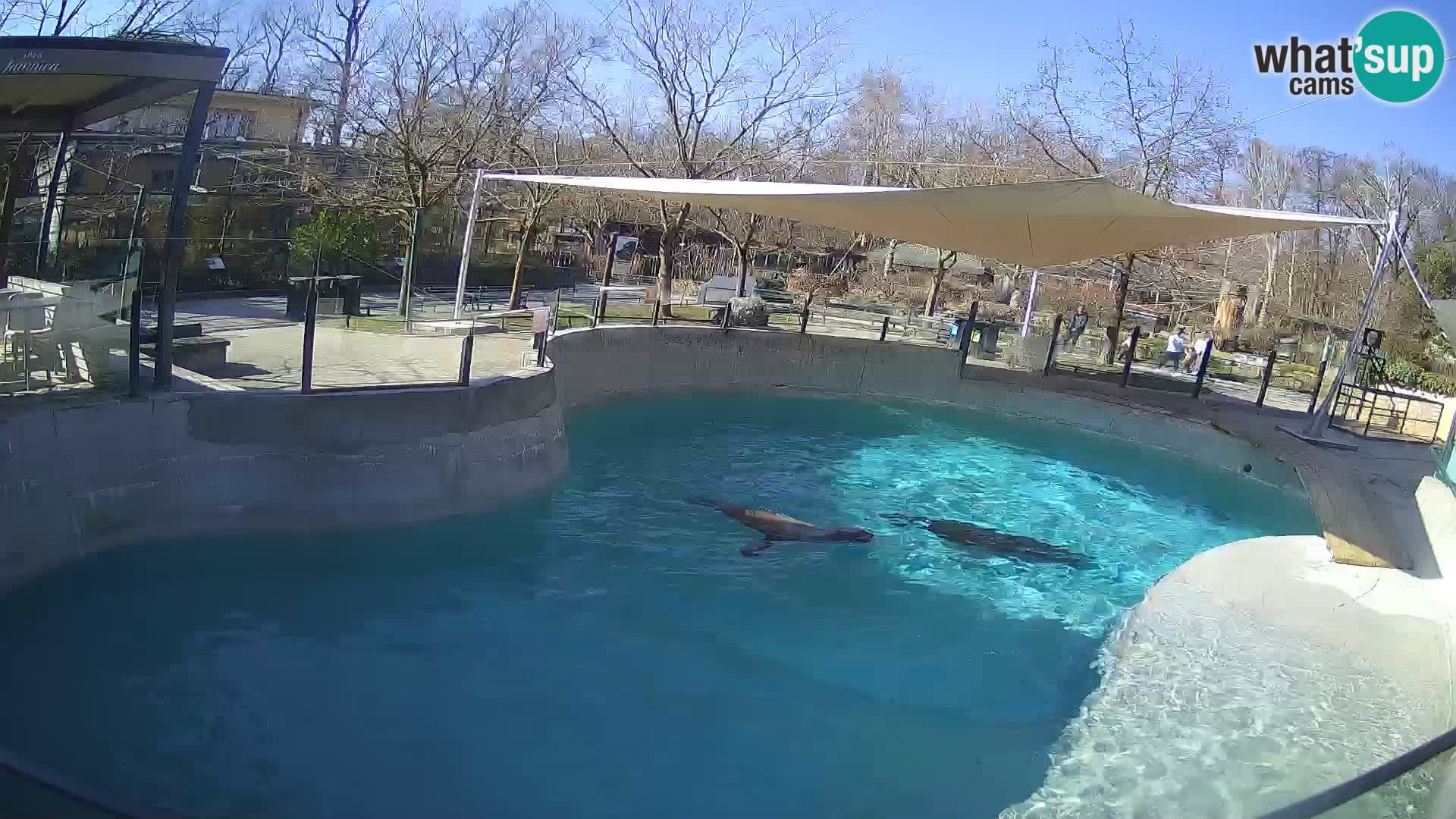 Zoo Zagreb –  León marino de California