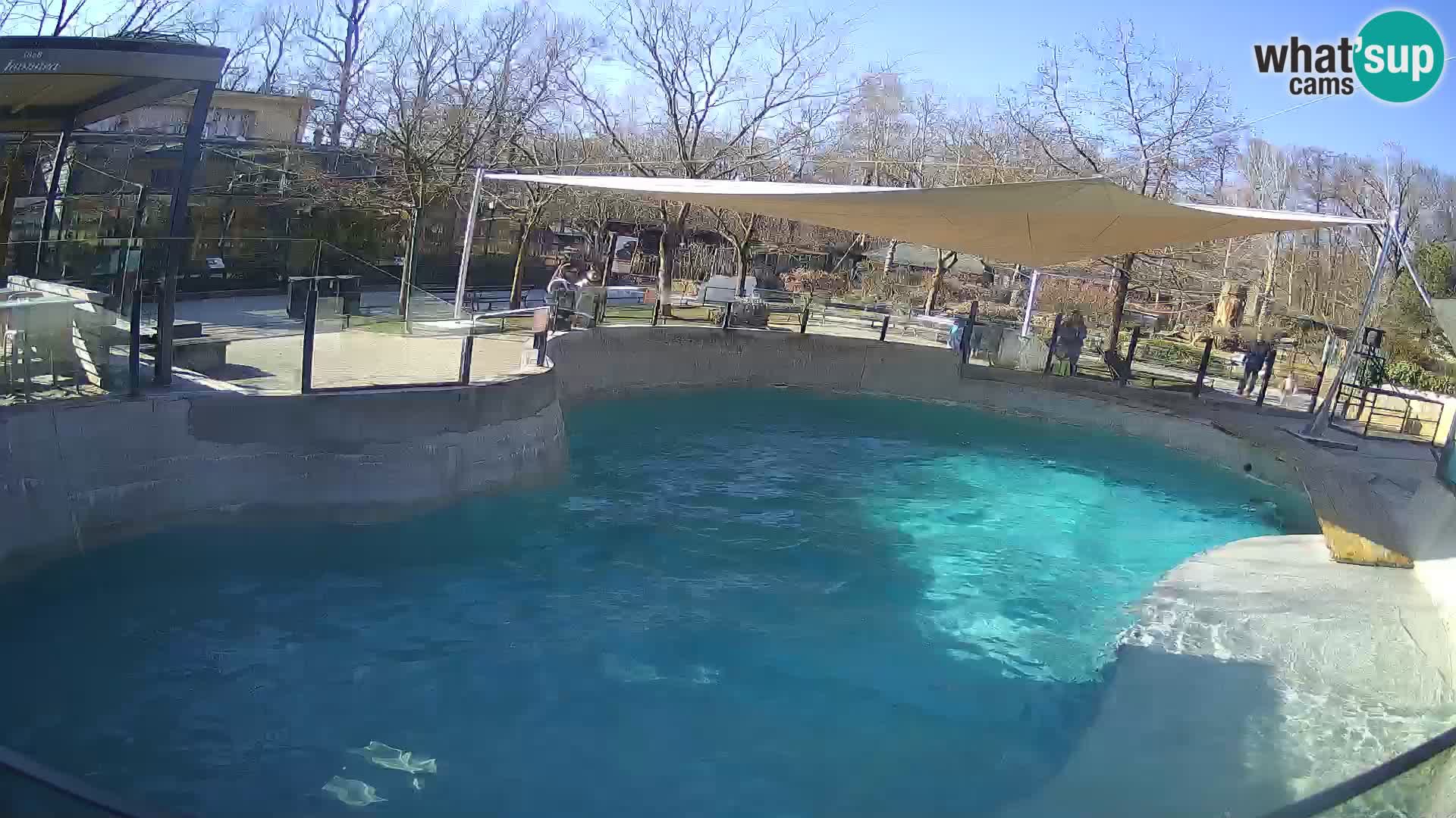 Zoo Zagreb – California Sea Lion