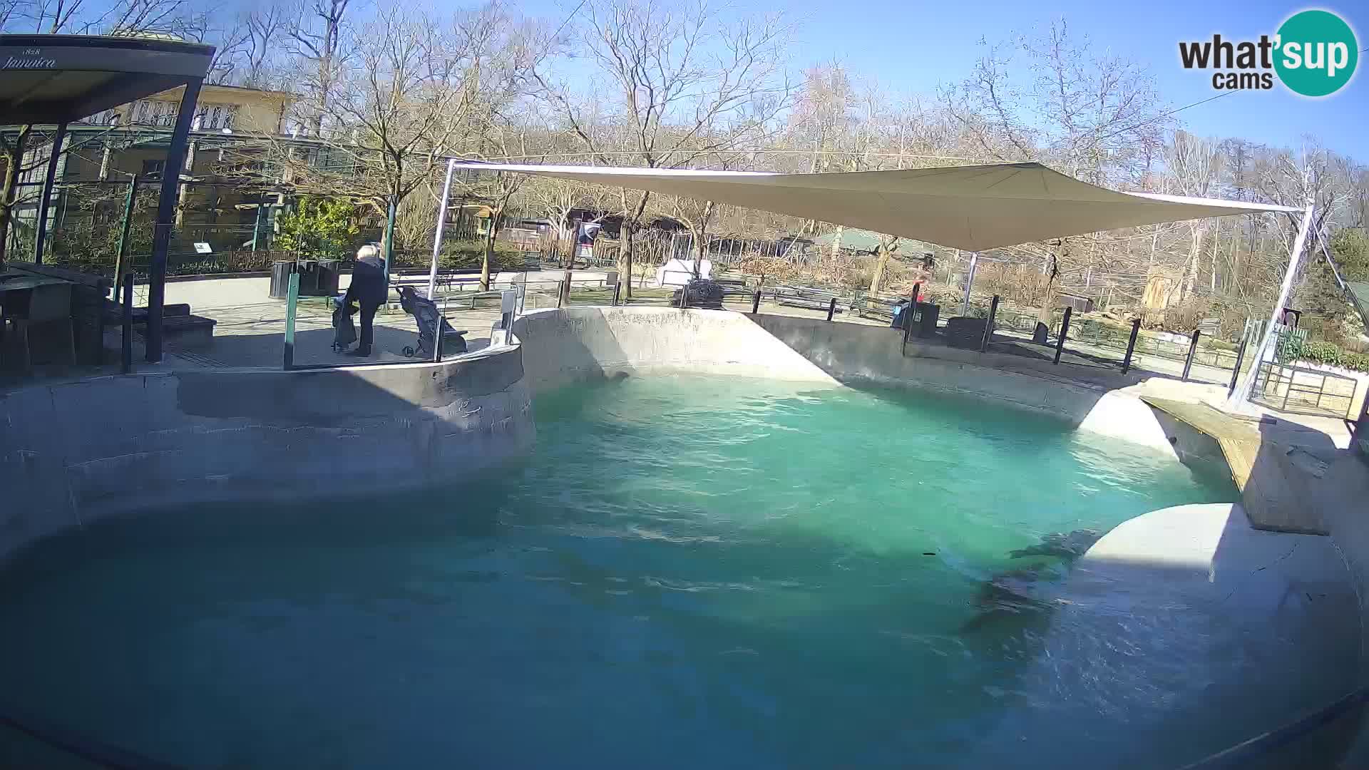 Zoo Zagreb – Kalifornijski morski lev