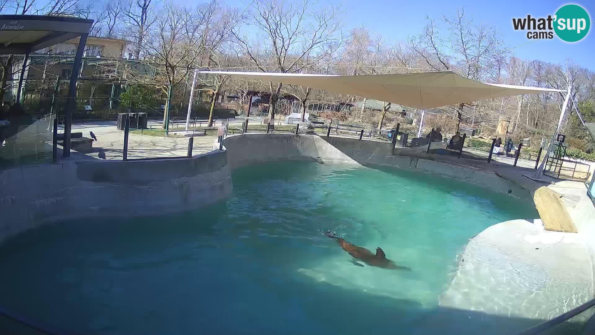 Zoo Zagreb – Kalifornijski morski lav