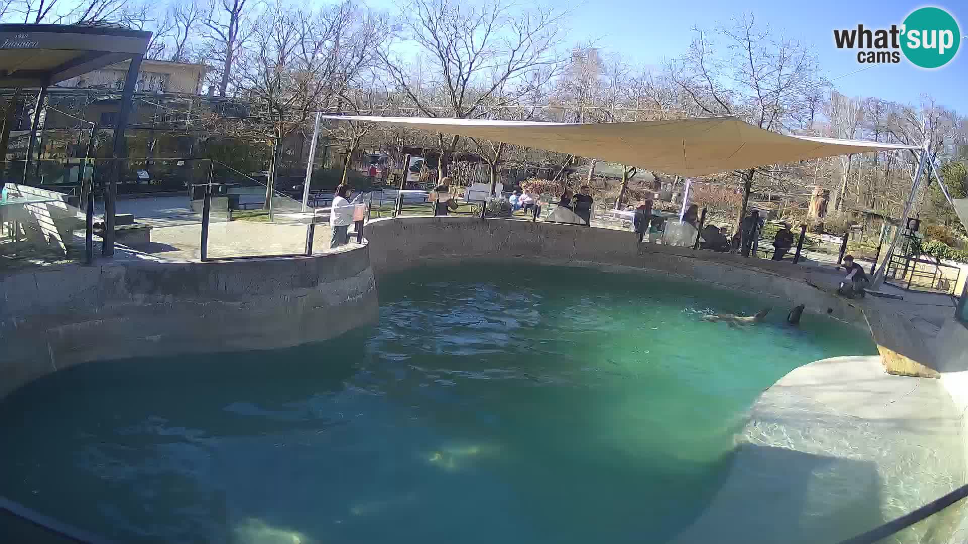 Zoo Zagreb –  León marino de California