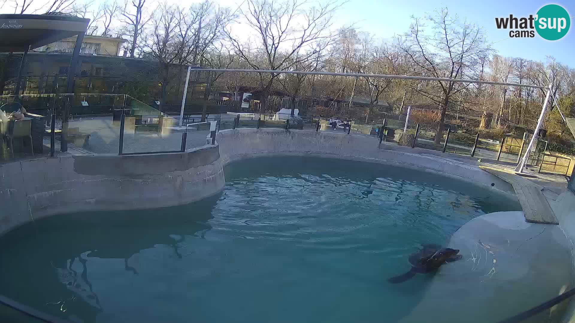 Zoo Zagreb – California Sea Lion