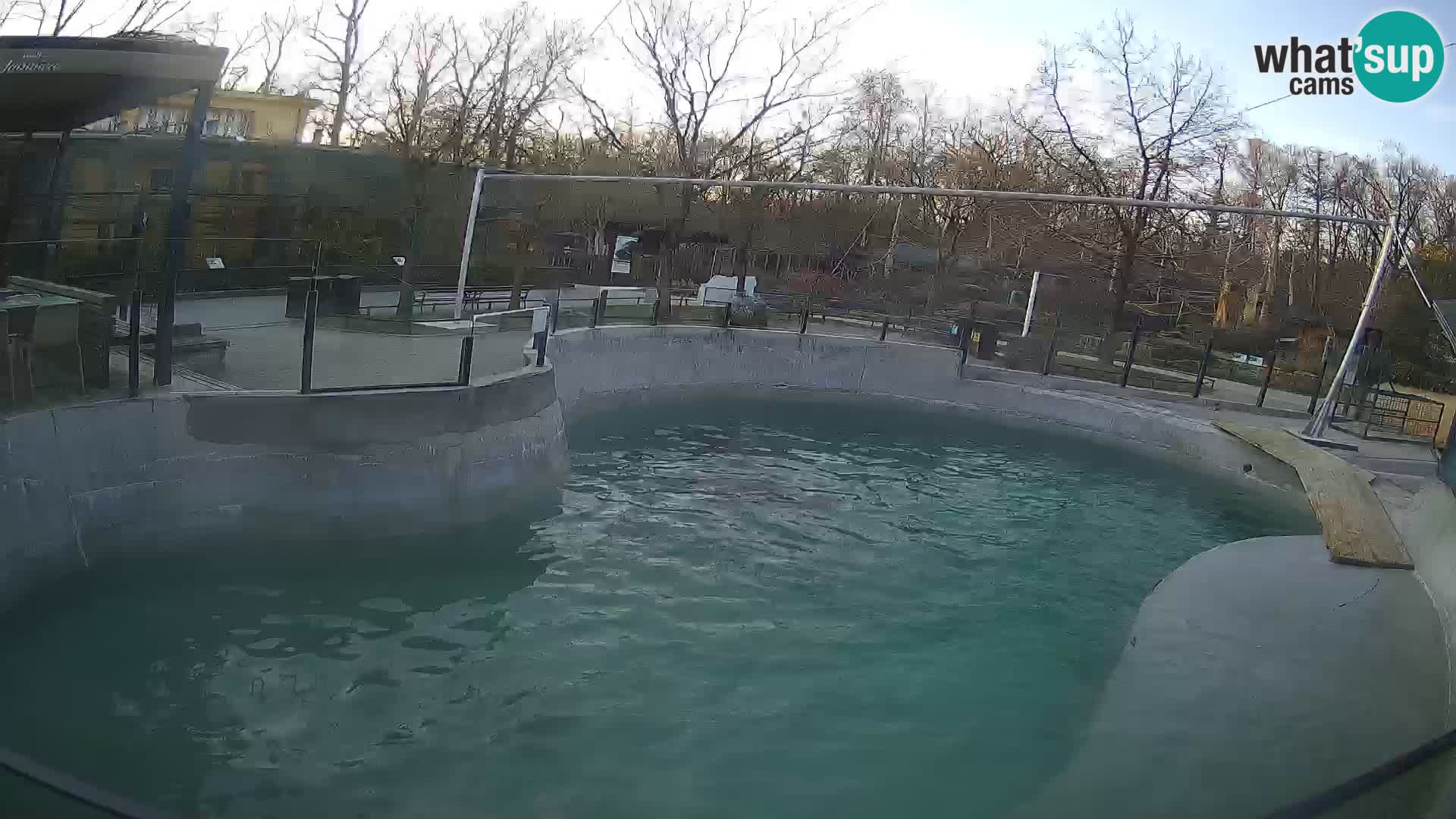 Zoo Zagreb – California Sea Lion