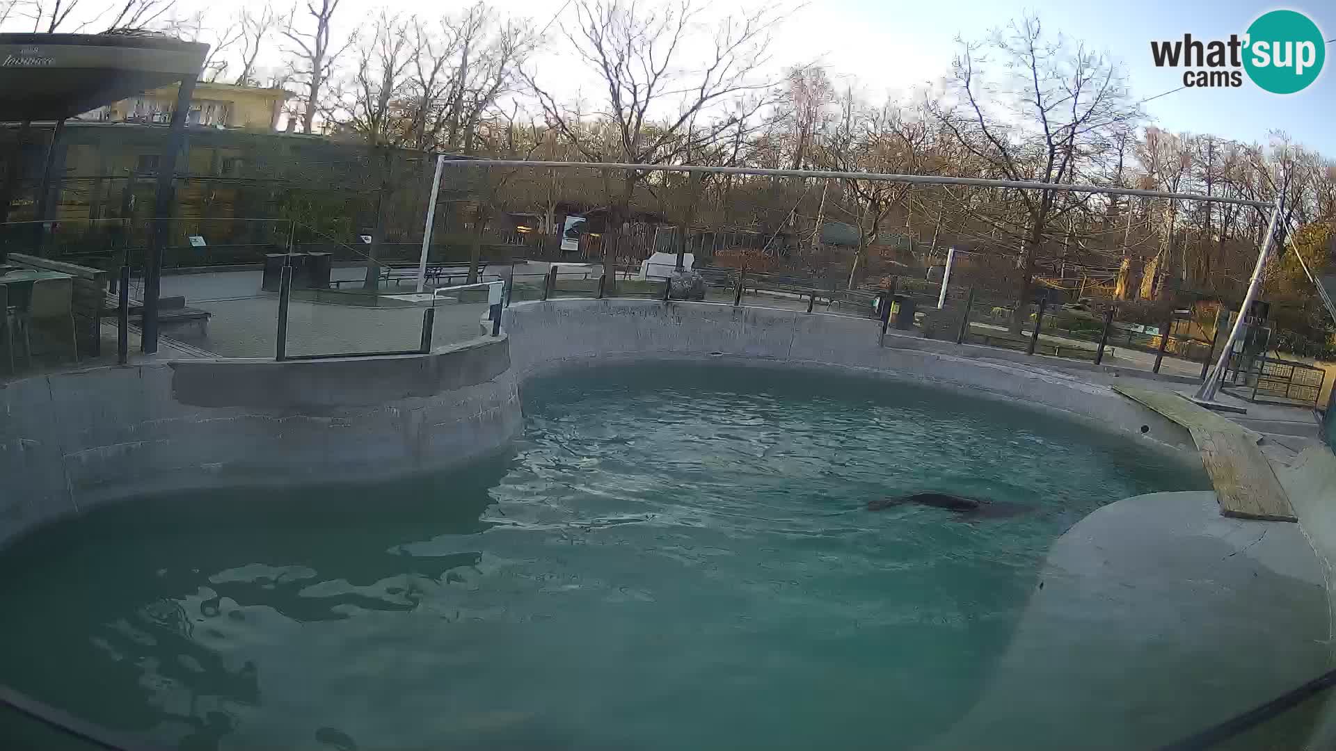 Zoo Zagreb – California Sea Lion