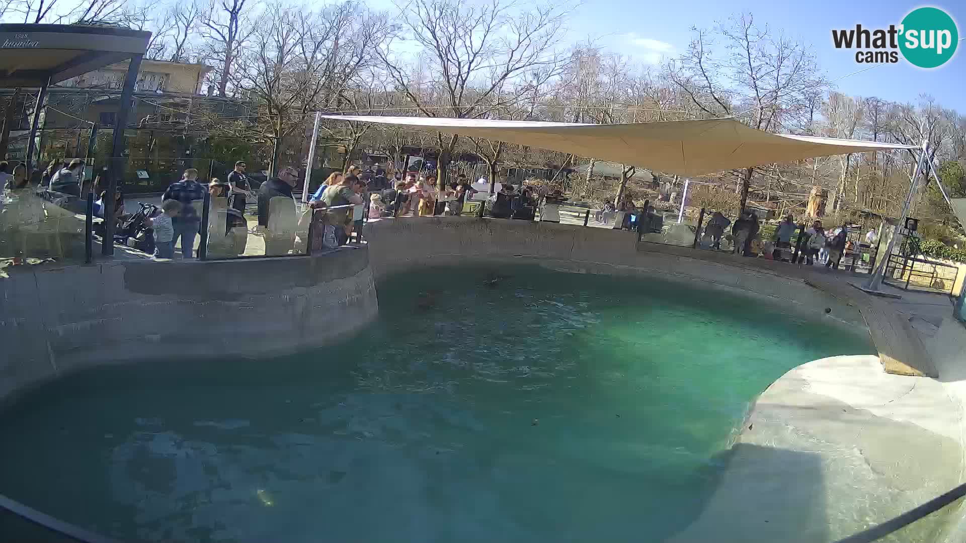 Zoo Zagreb –  León marino de California