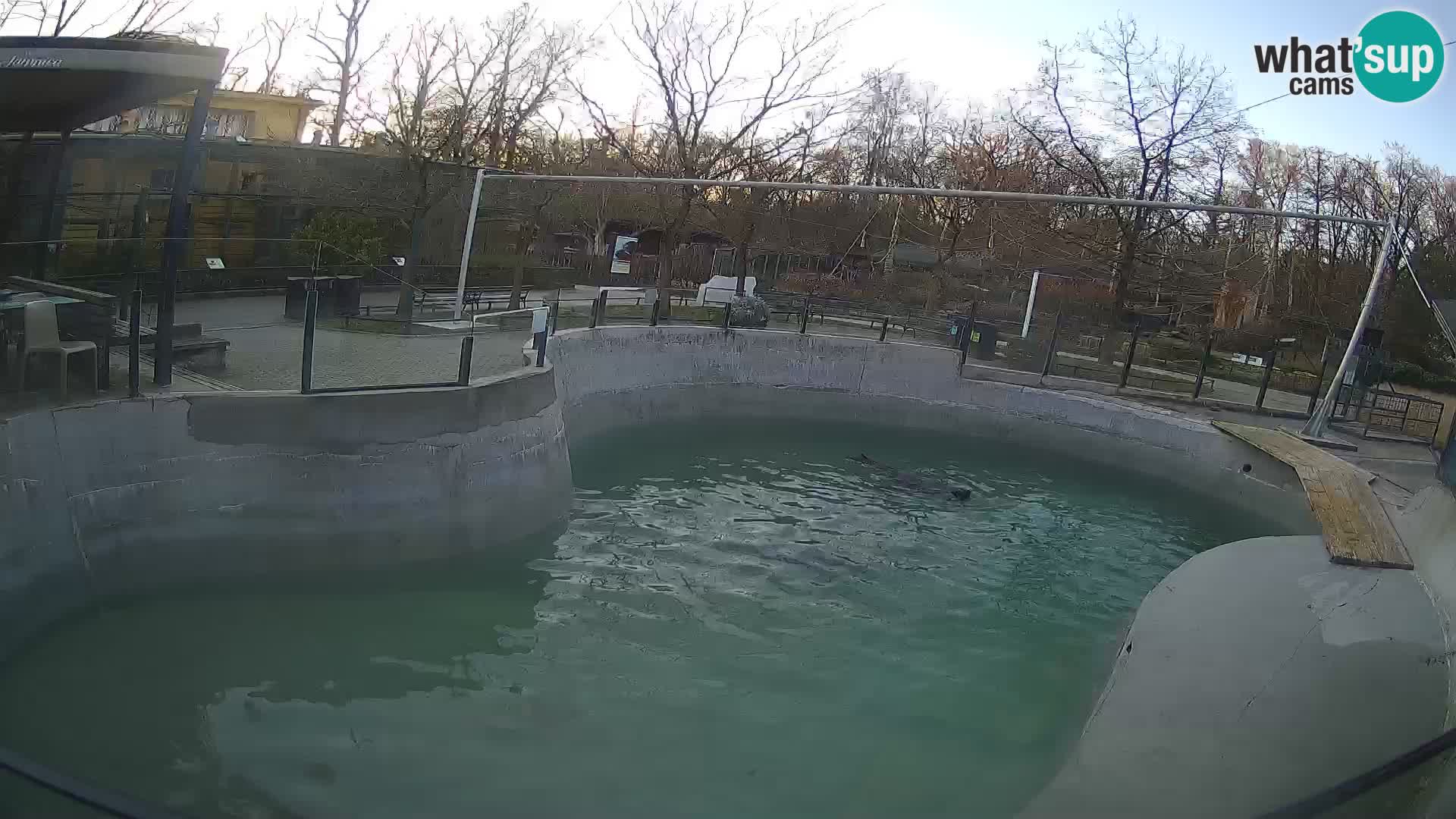 Zoo Zagreb – California Sea Lion