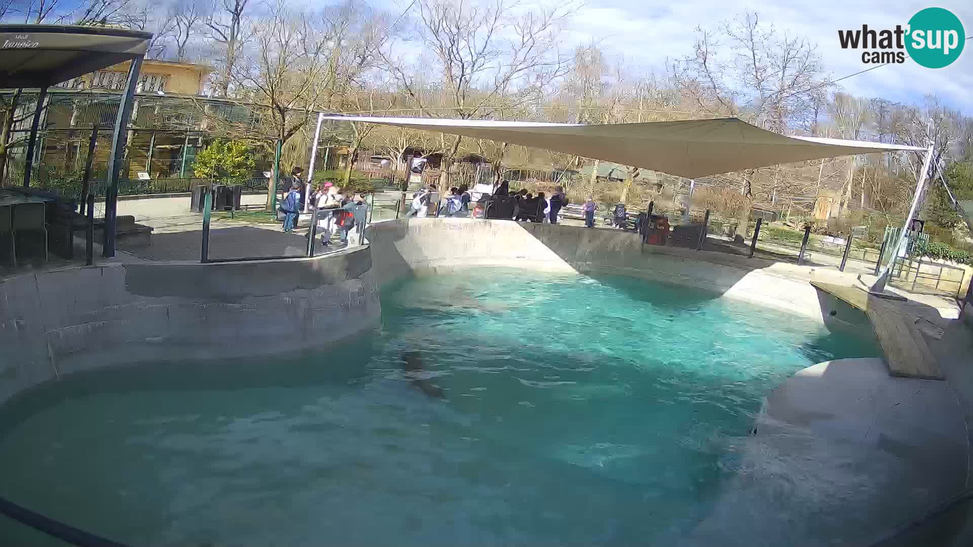 Zoo Zagreb – California Sea Lion