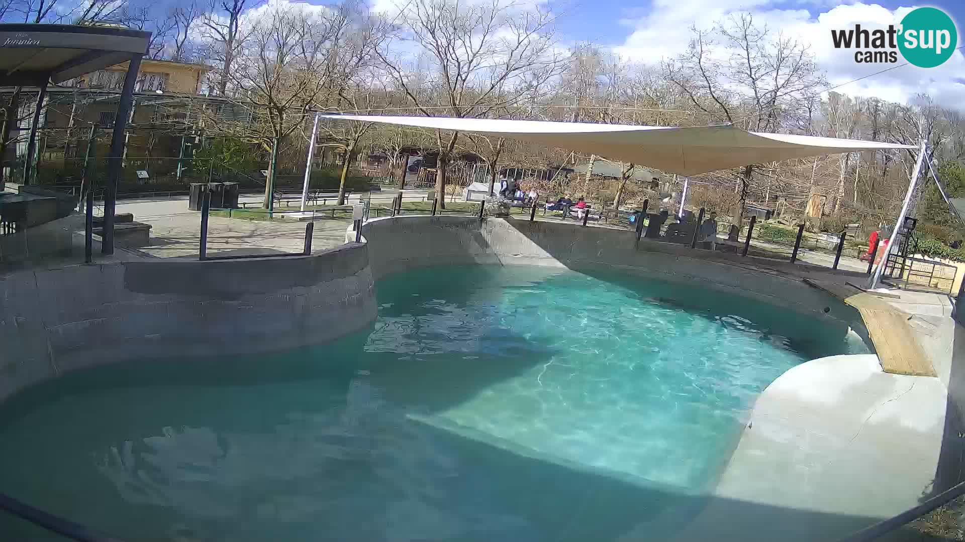 Zoo Zagreb – California Sea Lion