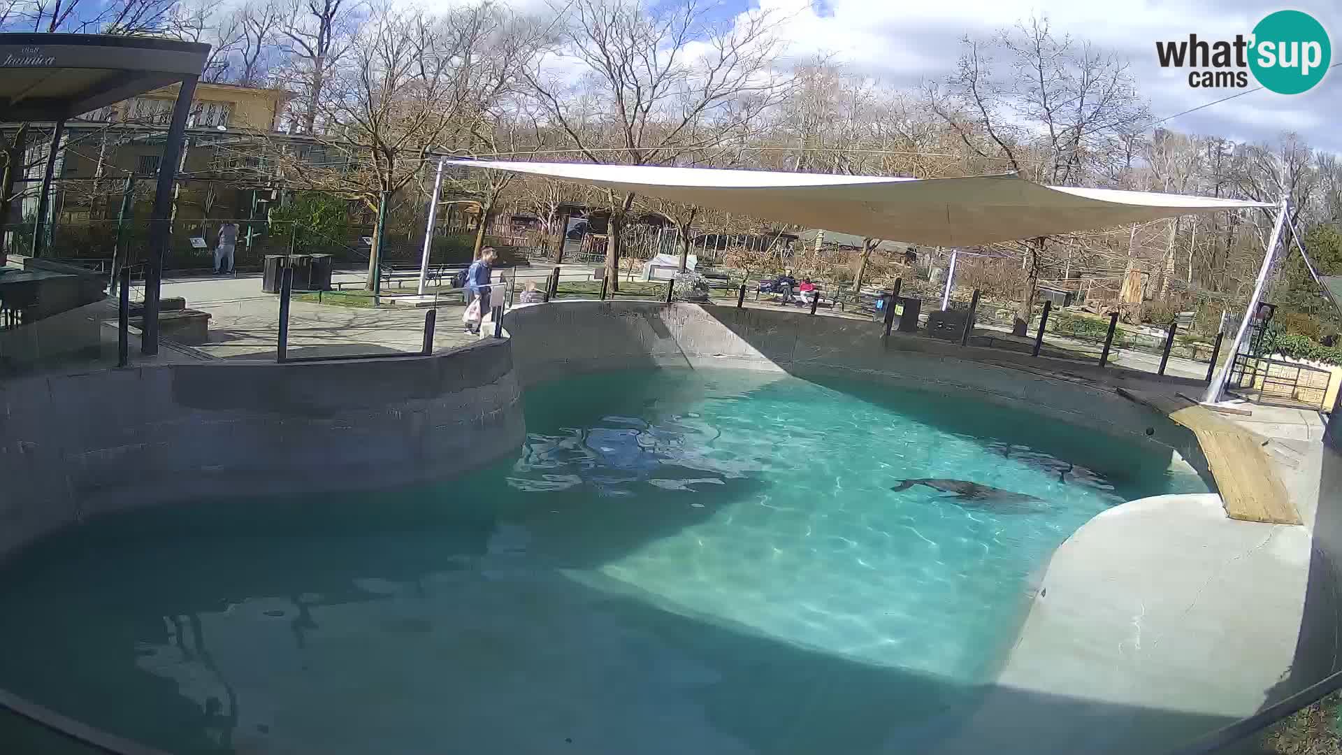 Zoo Zagreb – California Sea Lion