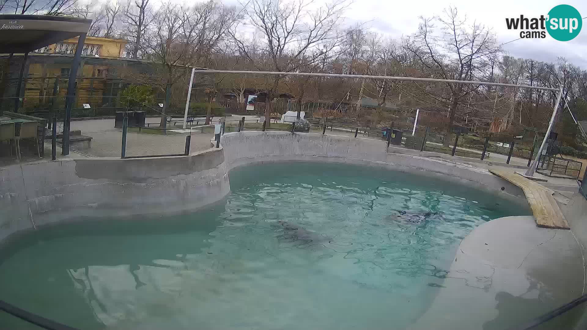 Zoo Zagreb –  León marino de California