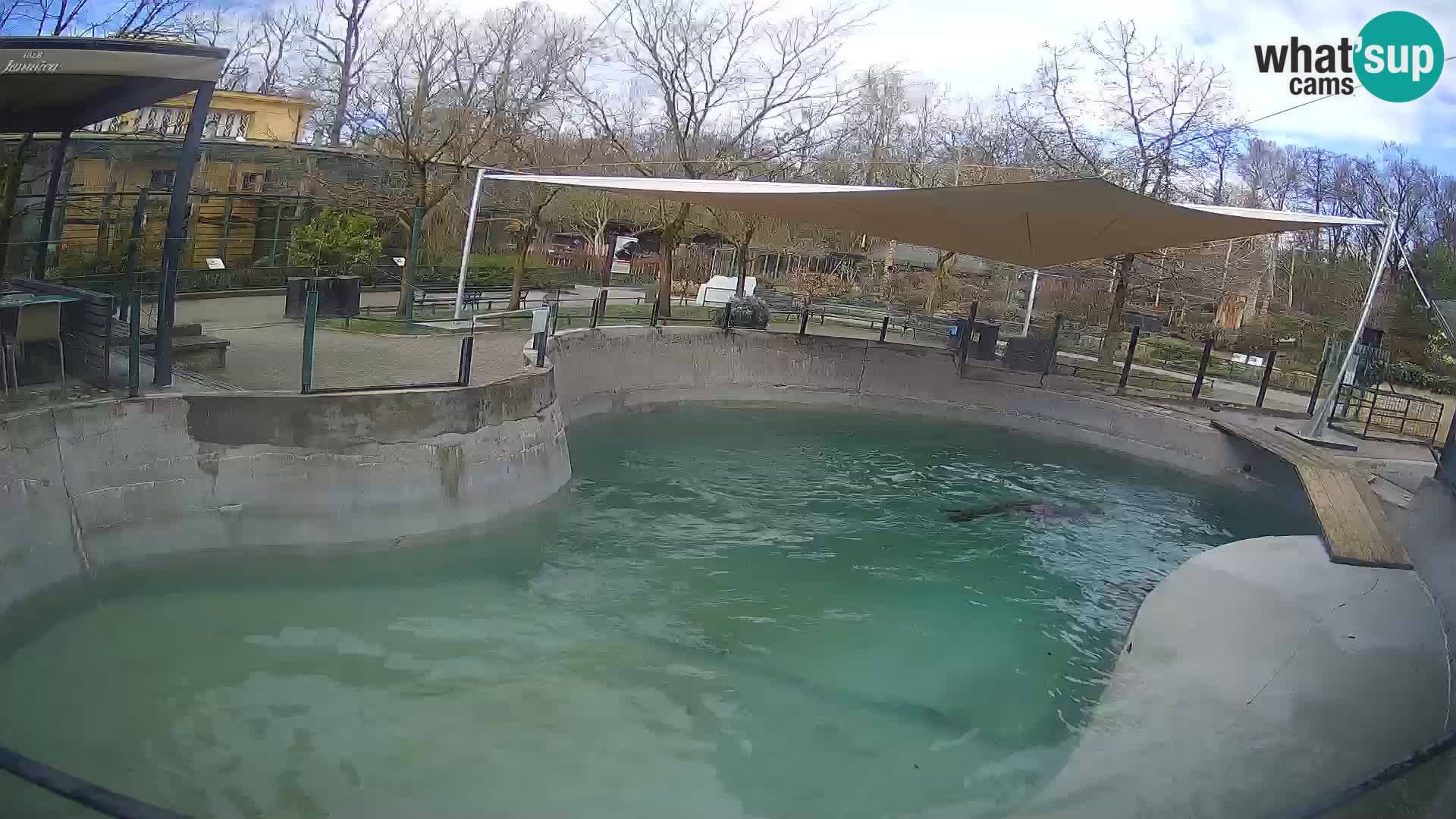 Zoo Zagreb – California Sea Lion