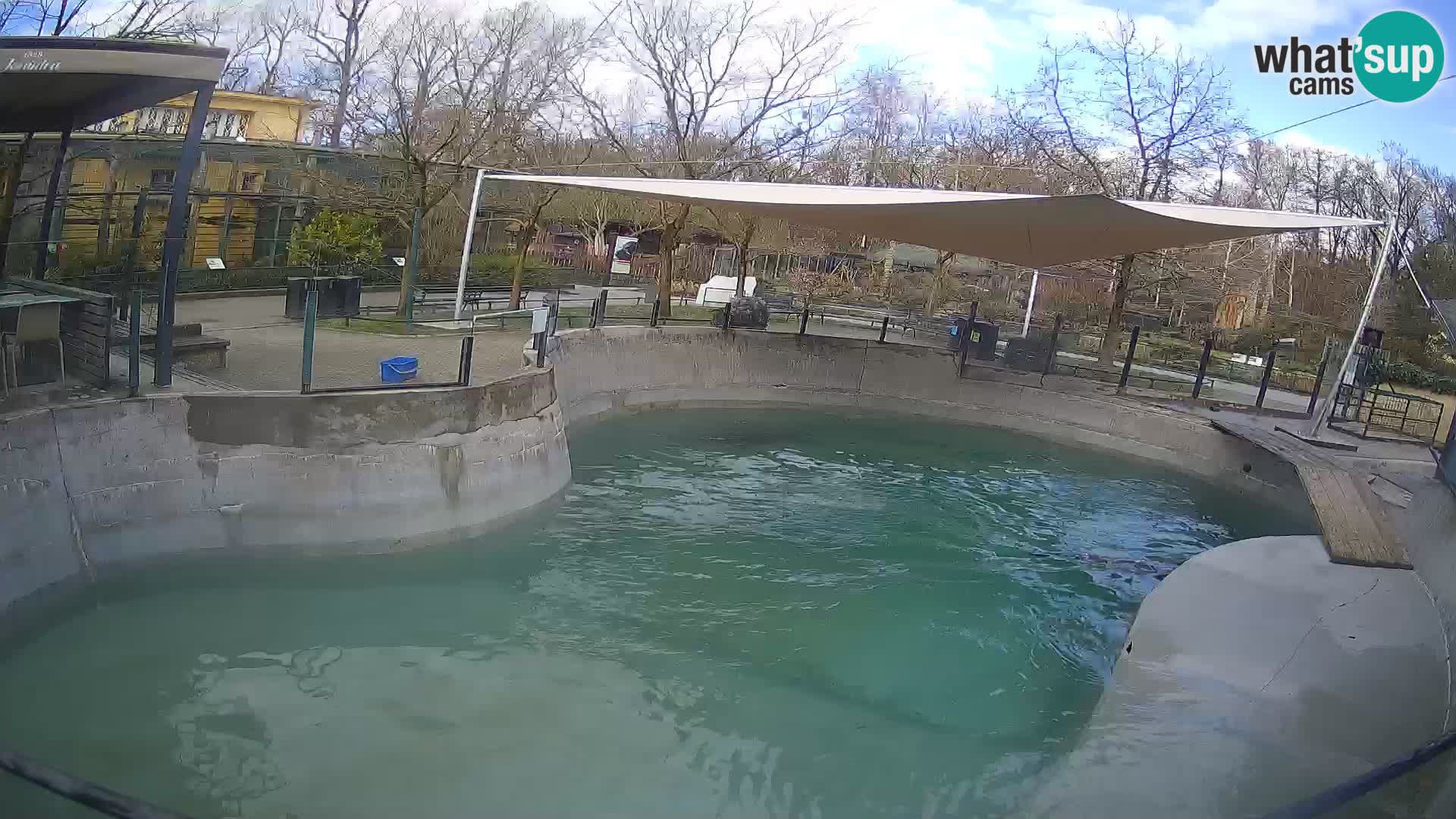 Zoo Zagreb –  León marino de California