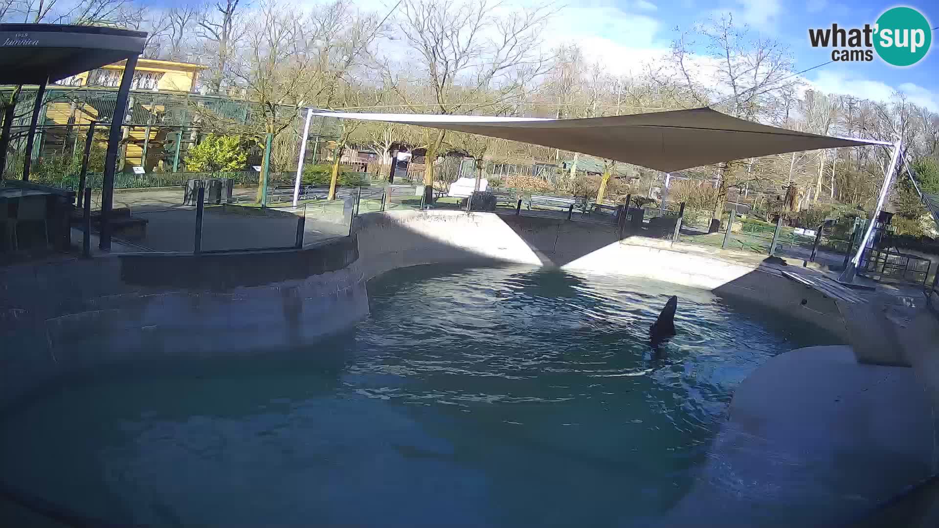 Zoo Zagreb –  León marino de California