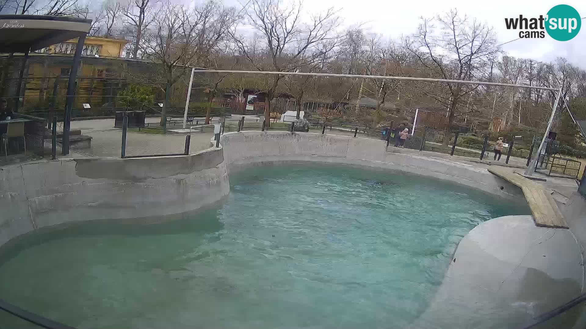 Zoo Zagreb – California Sea Lion