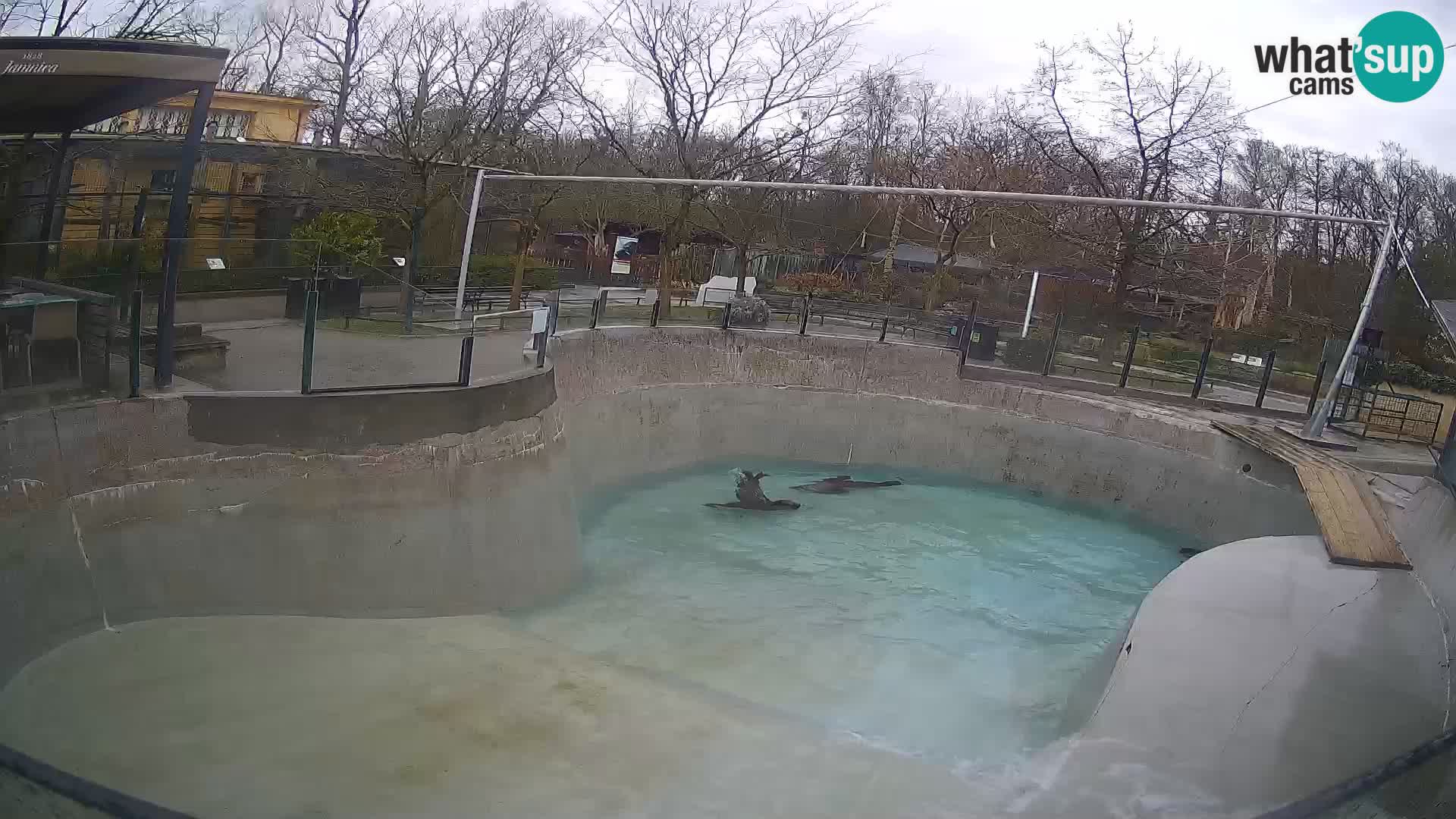 Zoo Zagreb –  León marino de California