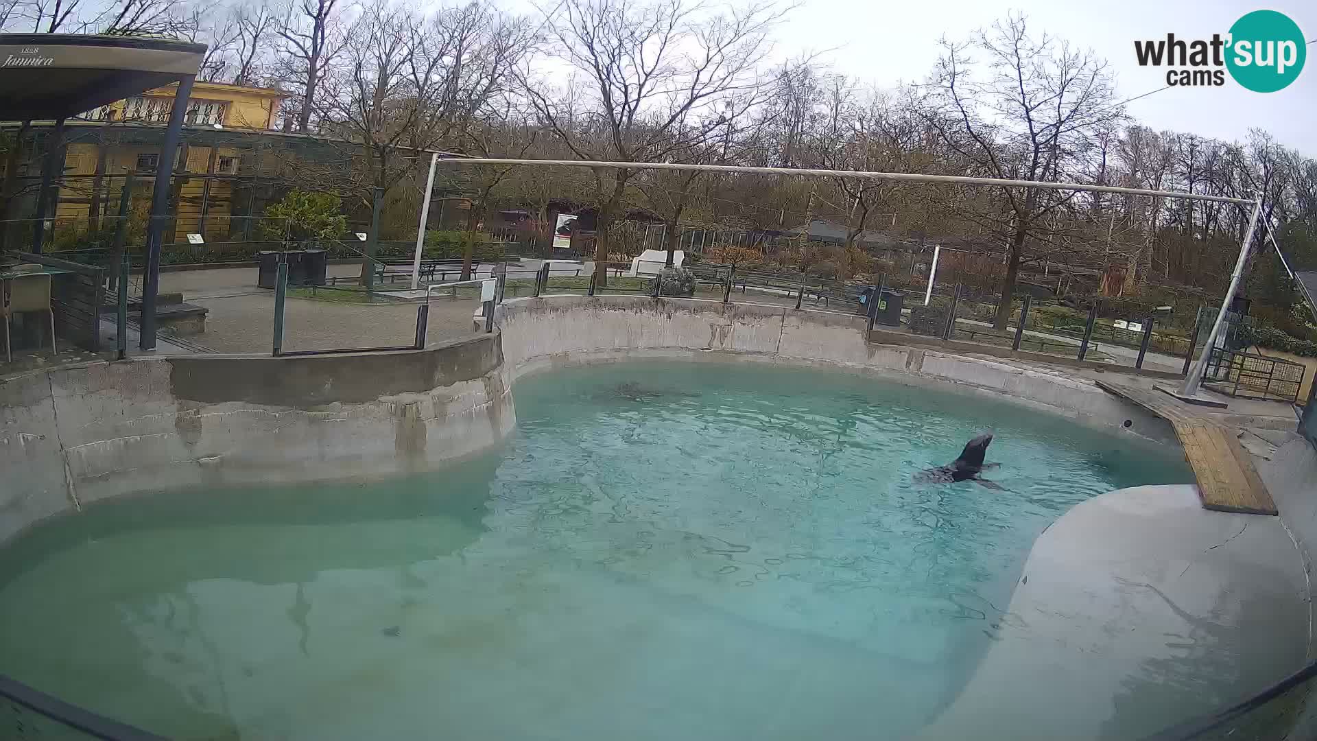 Zoo Zagreb – California Sea Lion