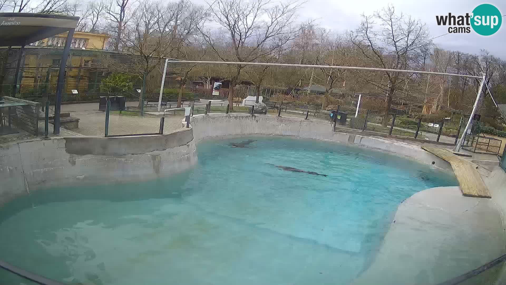 Zoo Zagreb – California Sea Lion