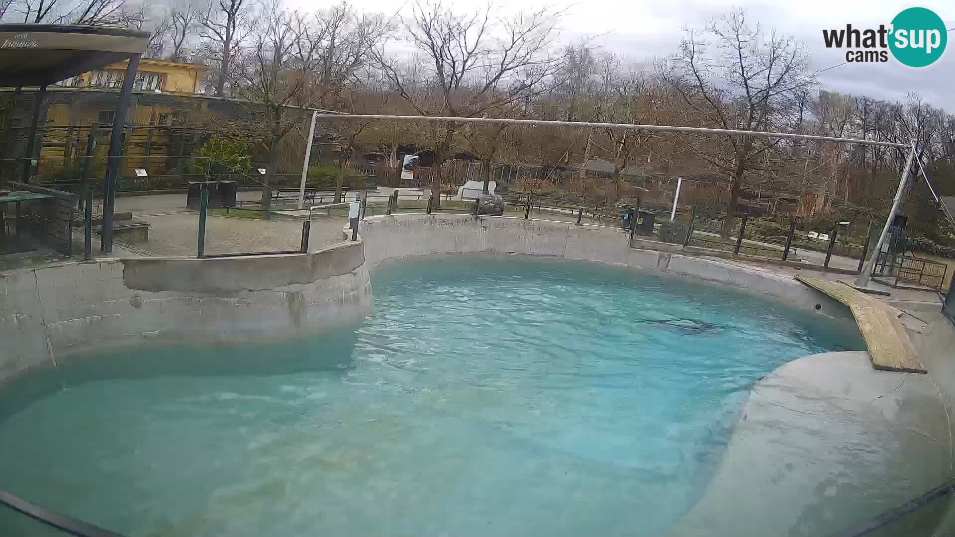 Zoo Zagreb – California Sea Lion